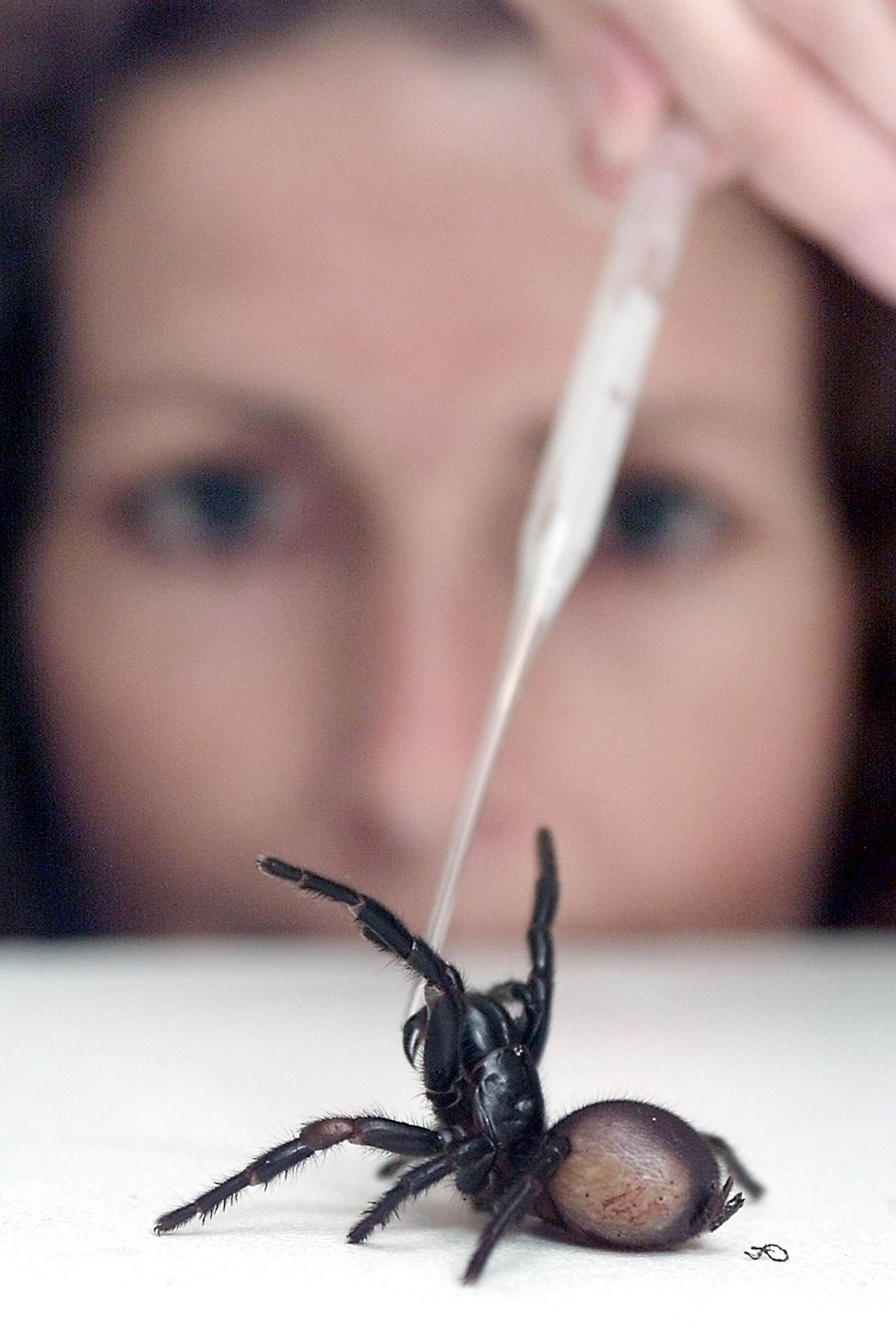 Mary Rayner attempts to milk the venom from a deadly funnel-web spider which is common around Sydney with a pipette at the Australian Reptile Park in Sydney. The Reptile Park is the only facility in Australia to supply the venom from spiders and snakes to produce antivenoms to be administered to people receiving spider and snake bites. Photo: AFP