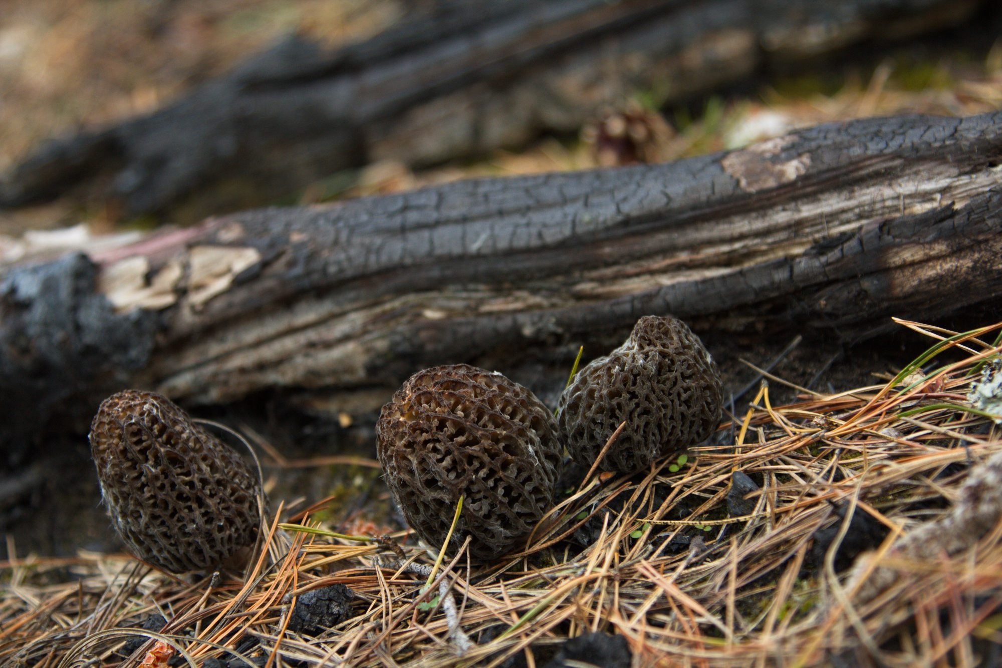 “Burn-site morels” (Morchella exuberans), a black variety, growing under a charred tree branch at the site of a fire. Photo: Shutterstock