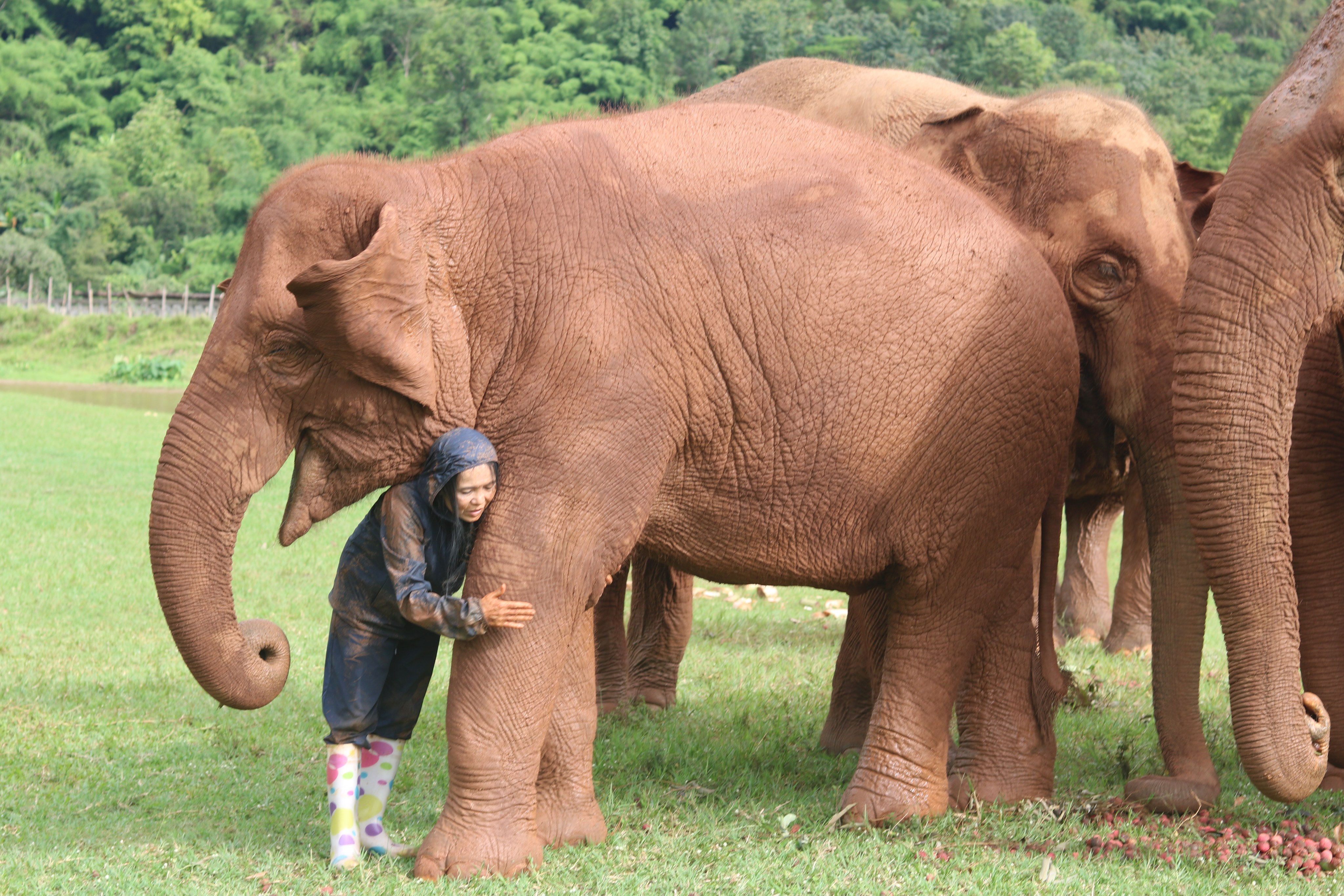 Elephant Nature Park founder Saengduean “Lek” Chailert with one of its 114 residents. Volunteers can work for up to two week at the park in northern  Thailand. Photo: Thomas Bird
