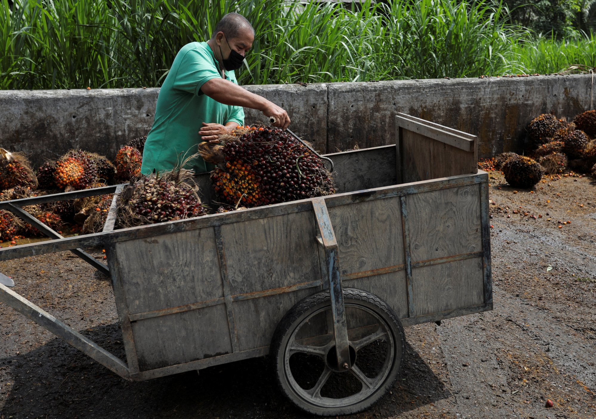A man unloads the fresh fruit bunches from a cart at a palm oil fruit collection centre for smallholders in Malaysia. Photo: Reuters