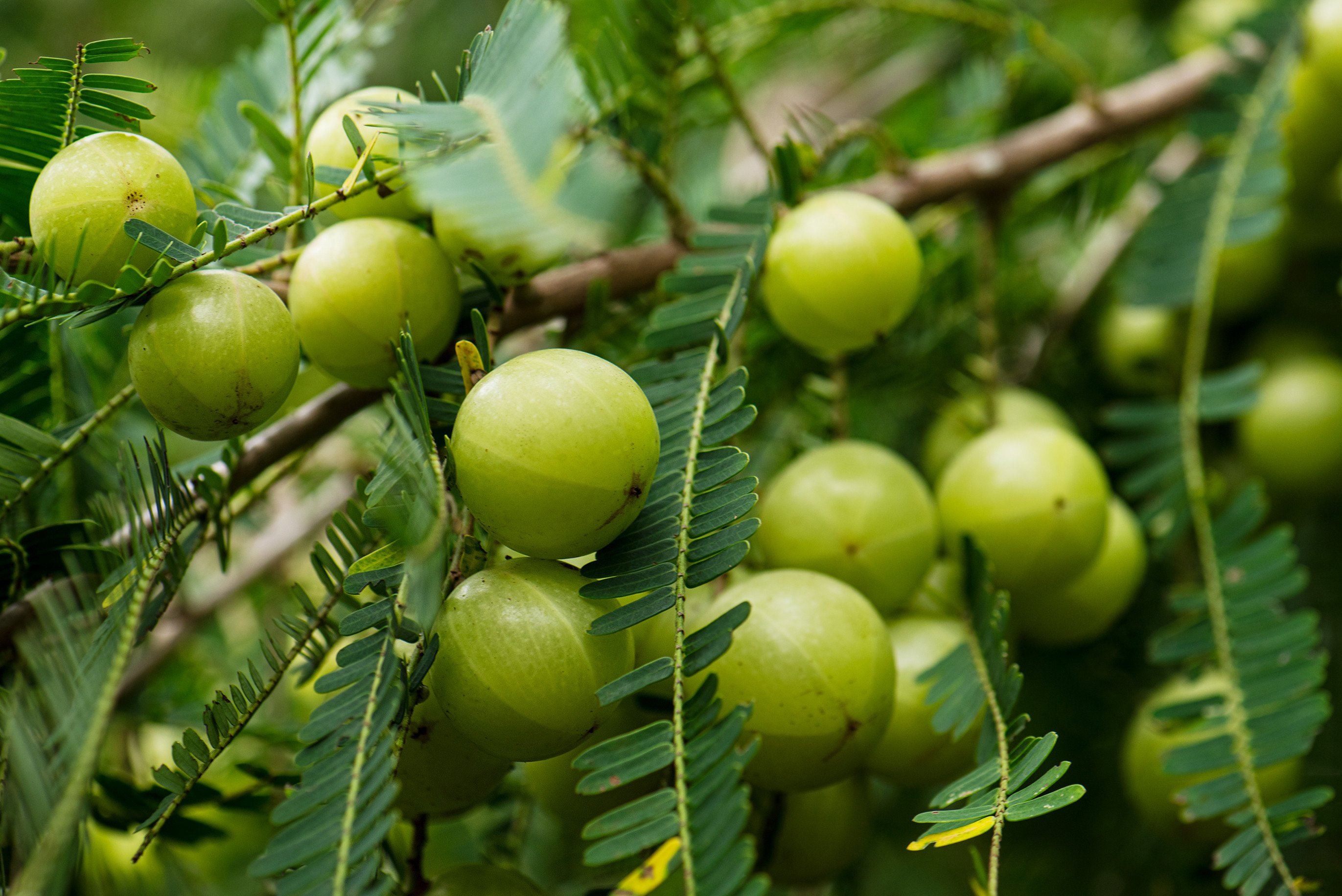 What is amla? The Indian gooseberry hailed as a superfood ...