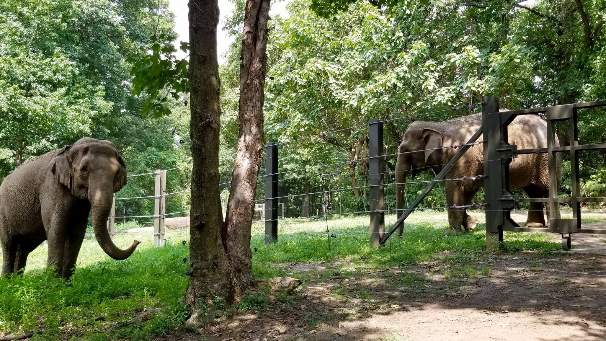 Happy and her companion Patty at Bronx Zoo in New York City. Photo: Reuters