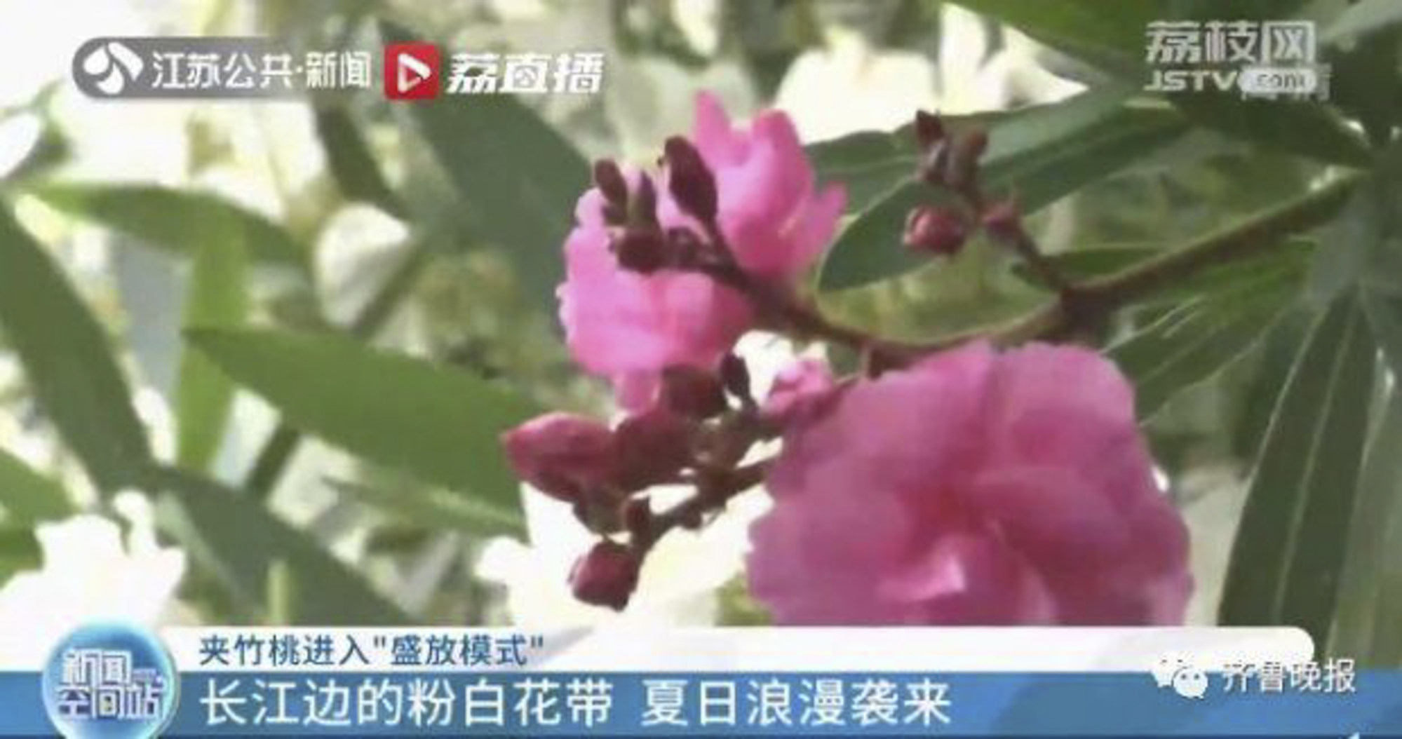 Oleander trees are tough plants and have attractive flowers, making them popular landscaping trees around the world. Photo: Baidu