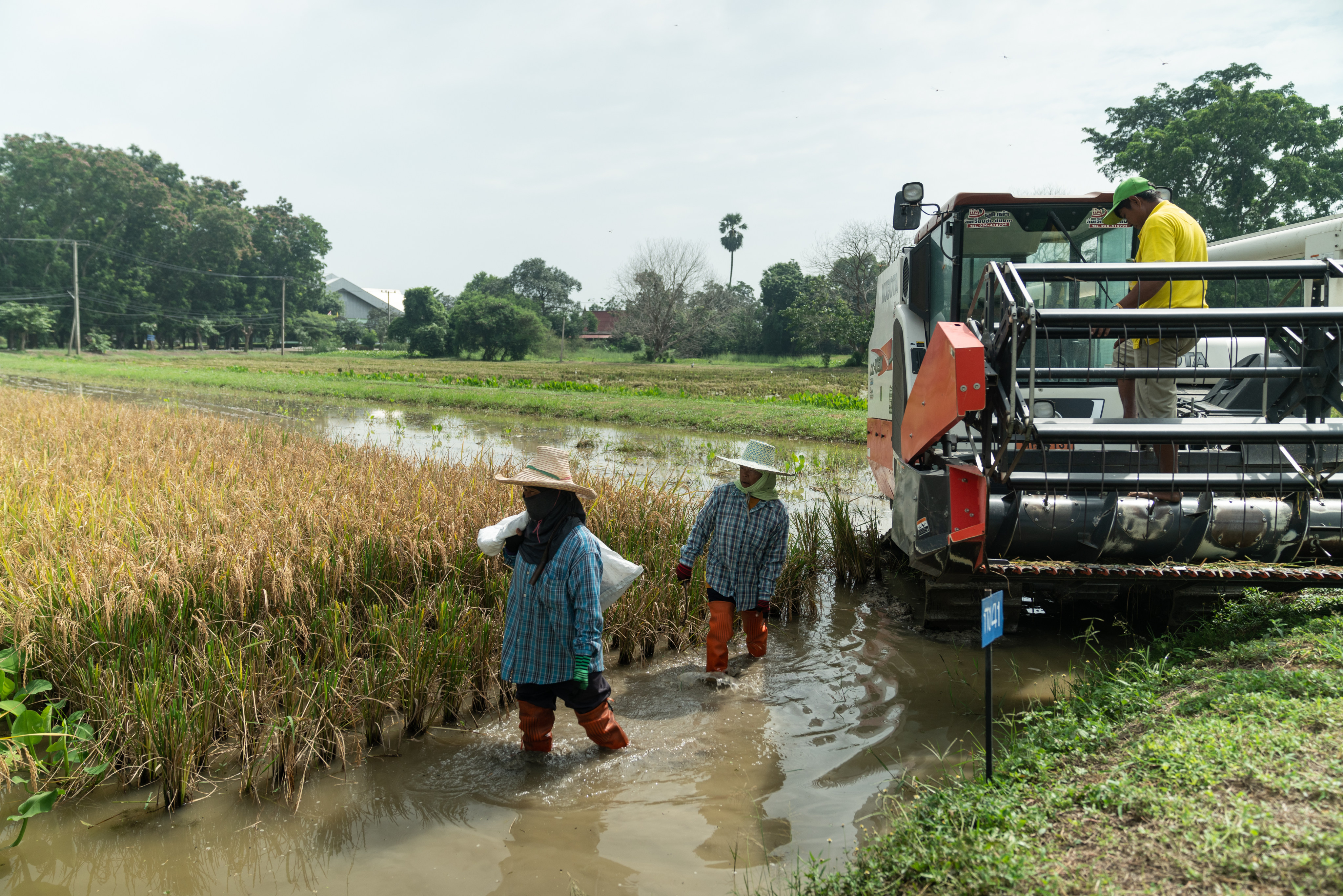 Workers harvest rice in a pilot field at the Chai Nat Rice Research Centre in Khao Tha Phra, Chai Nat, Thailand, on October 26, 2020. Photo: Bloomberg