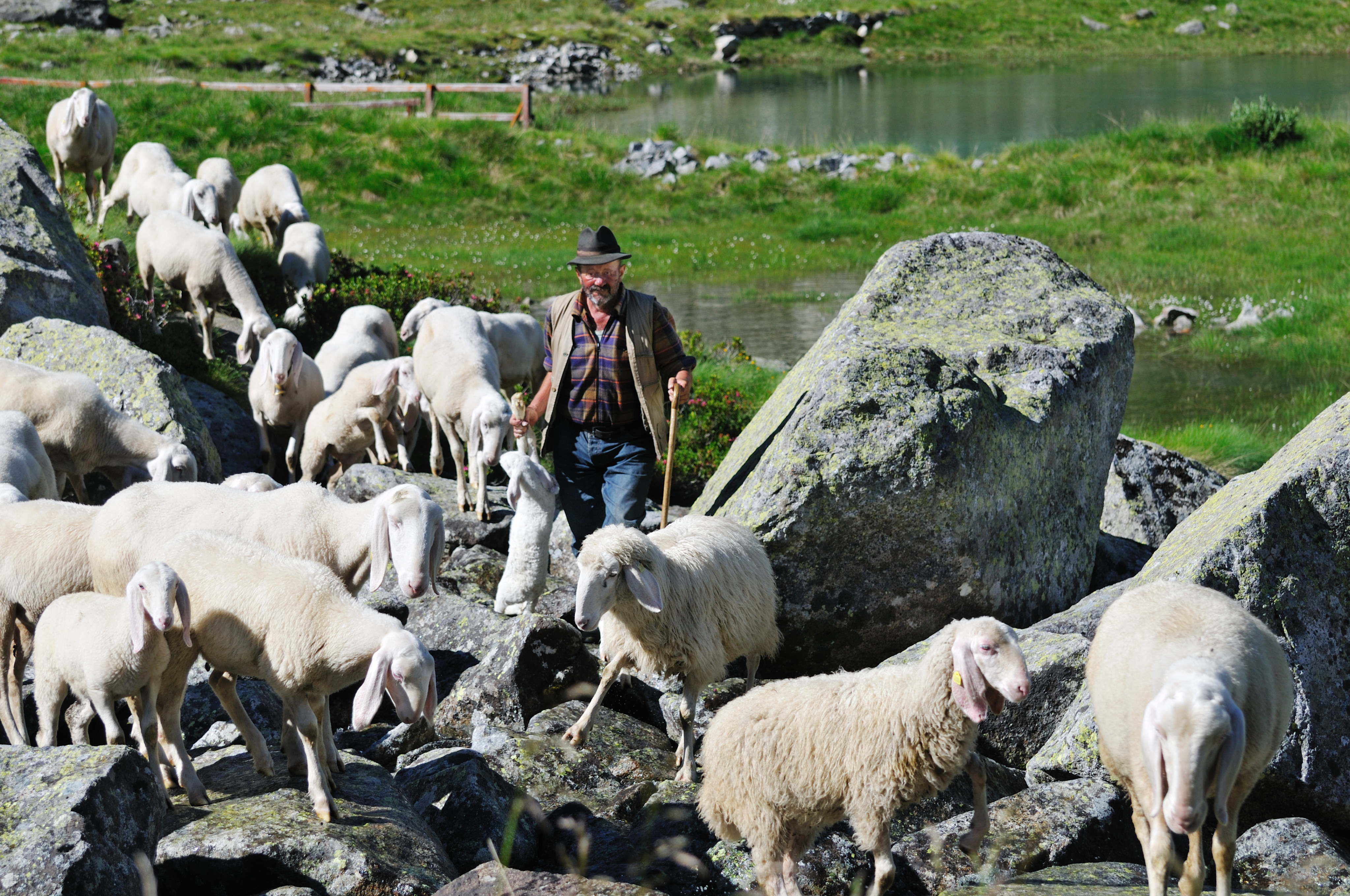 Sheep have powers of premonition that could warn us of earthquakes, a recent experiment showed - proof that humans should tap non-human intelligence, argues writer and artist James Bridle. Photo: Getty Images