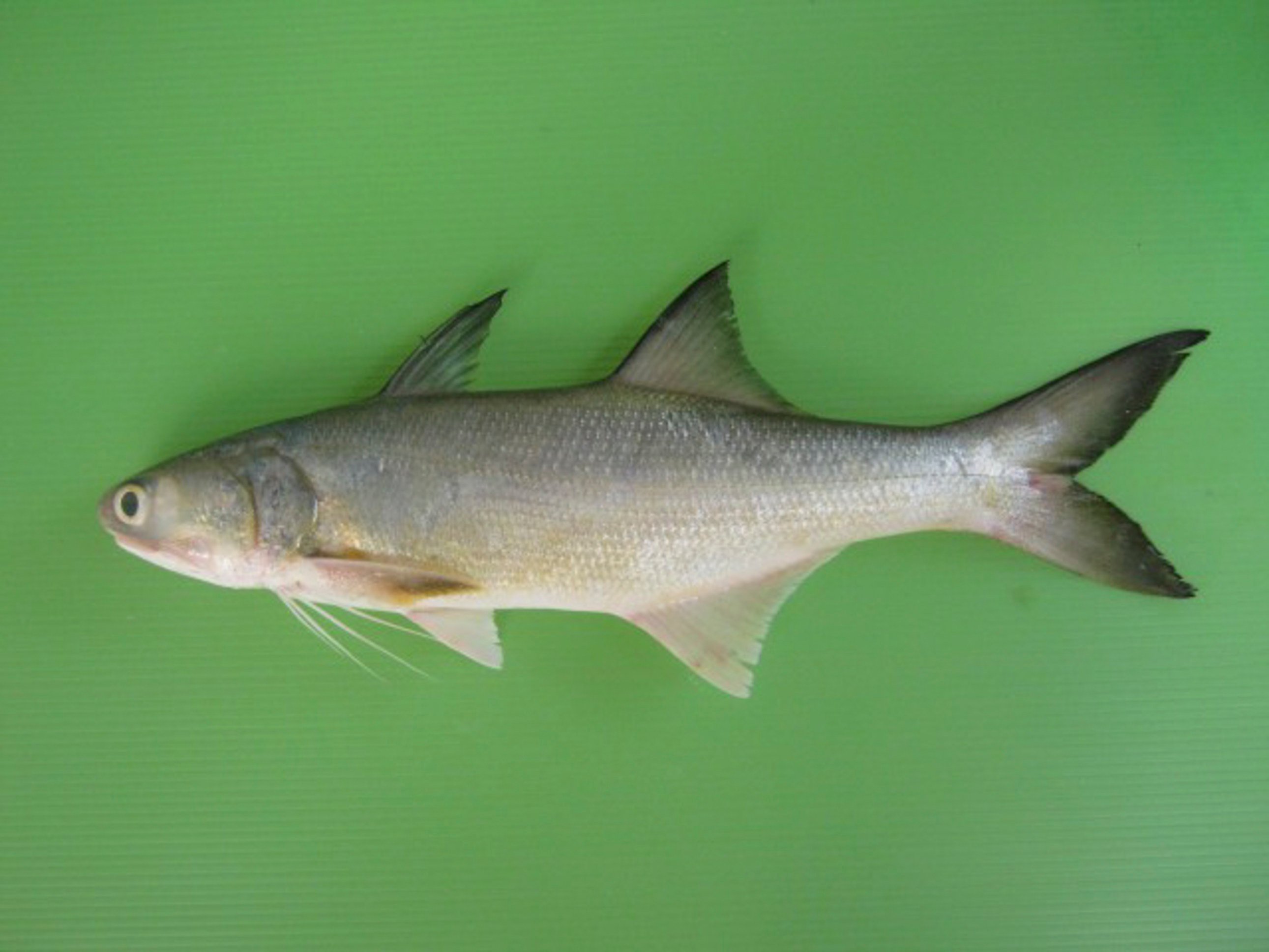 threadfin fish