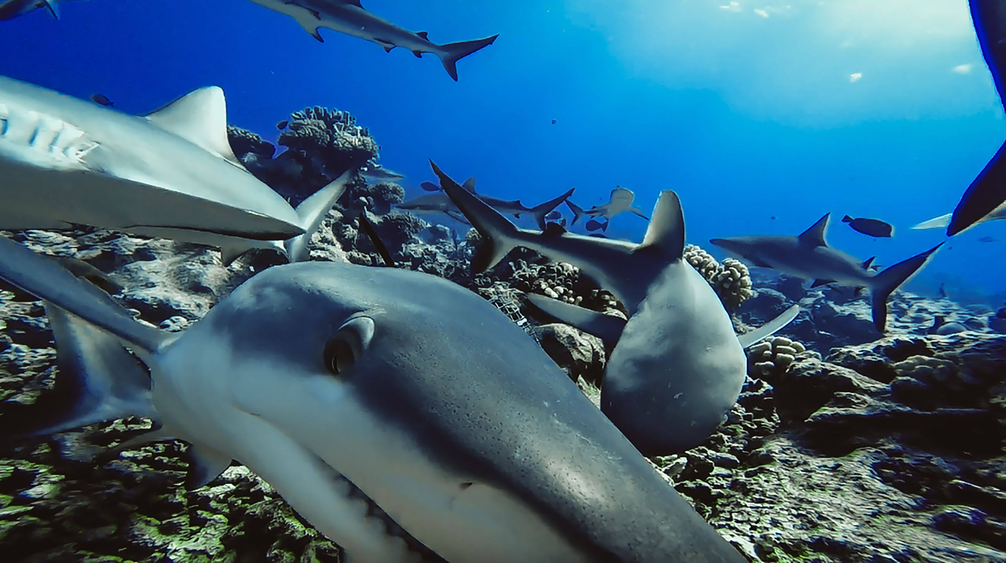 Reef sharks captured on an underwater camera in French Polynesia. Photo: AFP