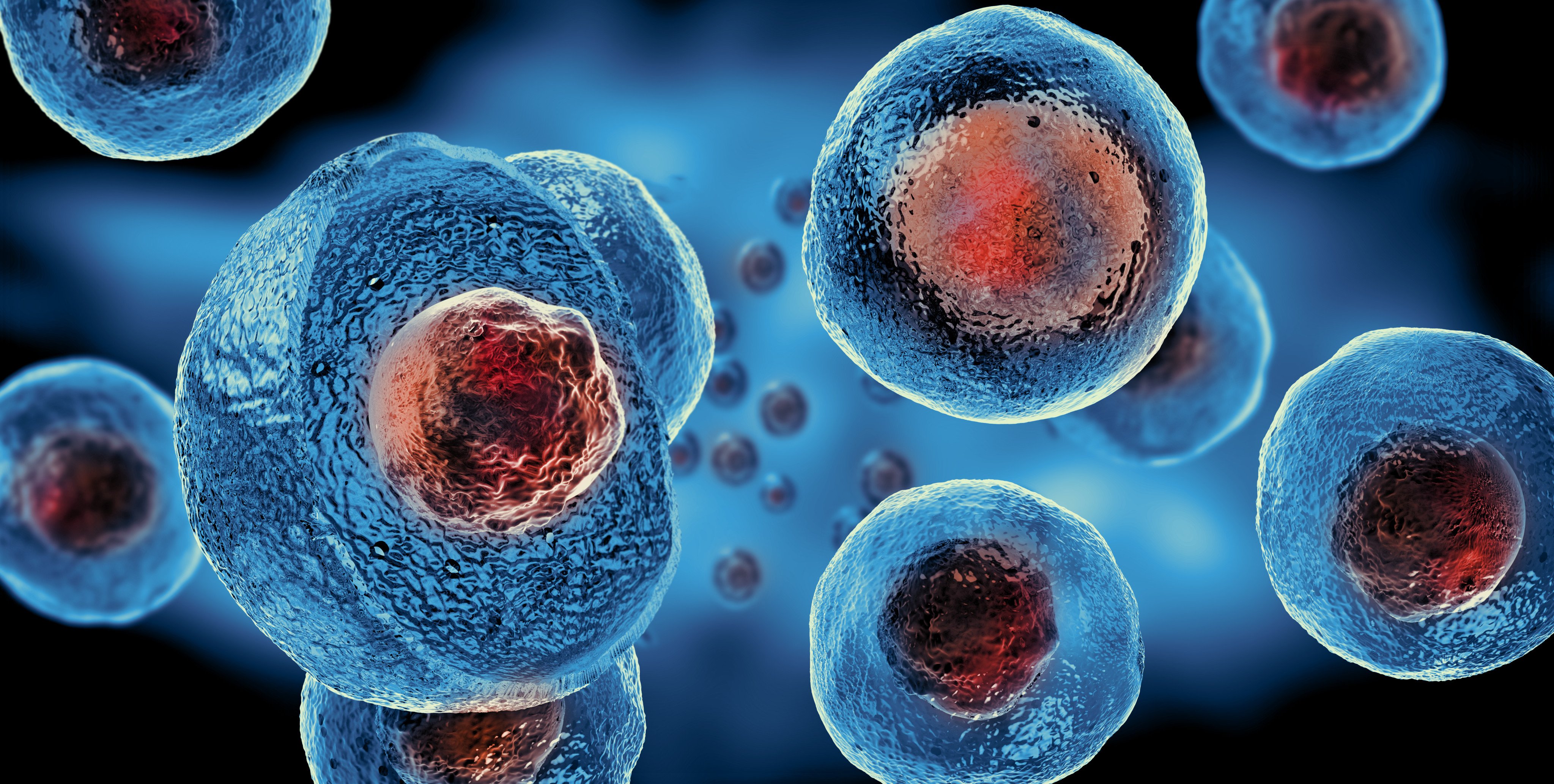 A Chinese team has found a way to turn pluripotent cells into totipotent cells. Photo: Shutterstock