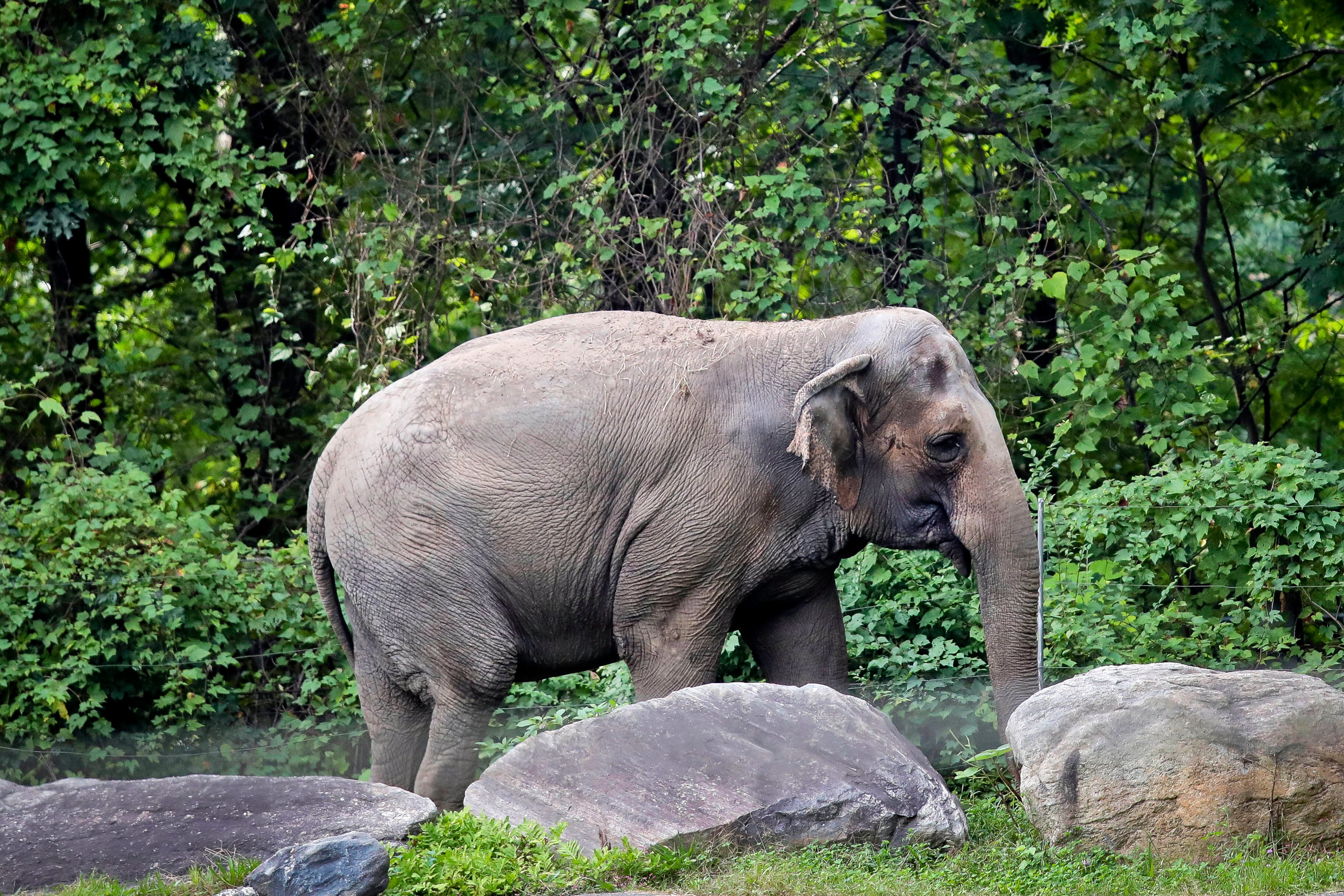The elephant Happy strolls inside its habitat in the Bronx Zoo on October 2, 2018. New York’s top court has rejected an effort to free Happy from the zoo, ruling that it does not meet the definition of a person who is being illegally confined. Photo: AP