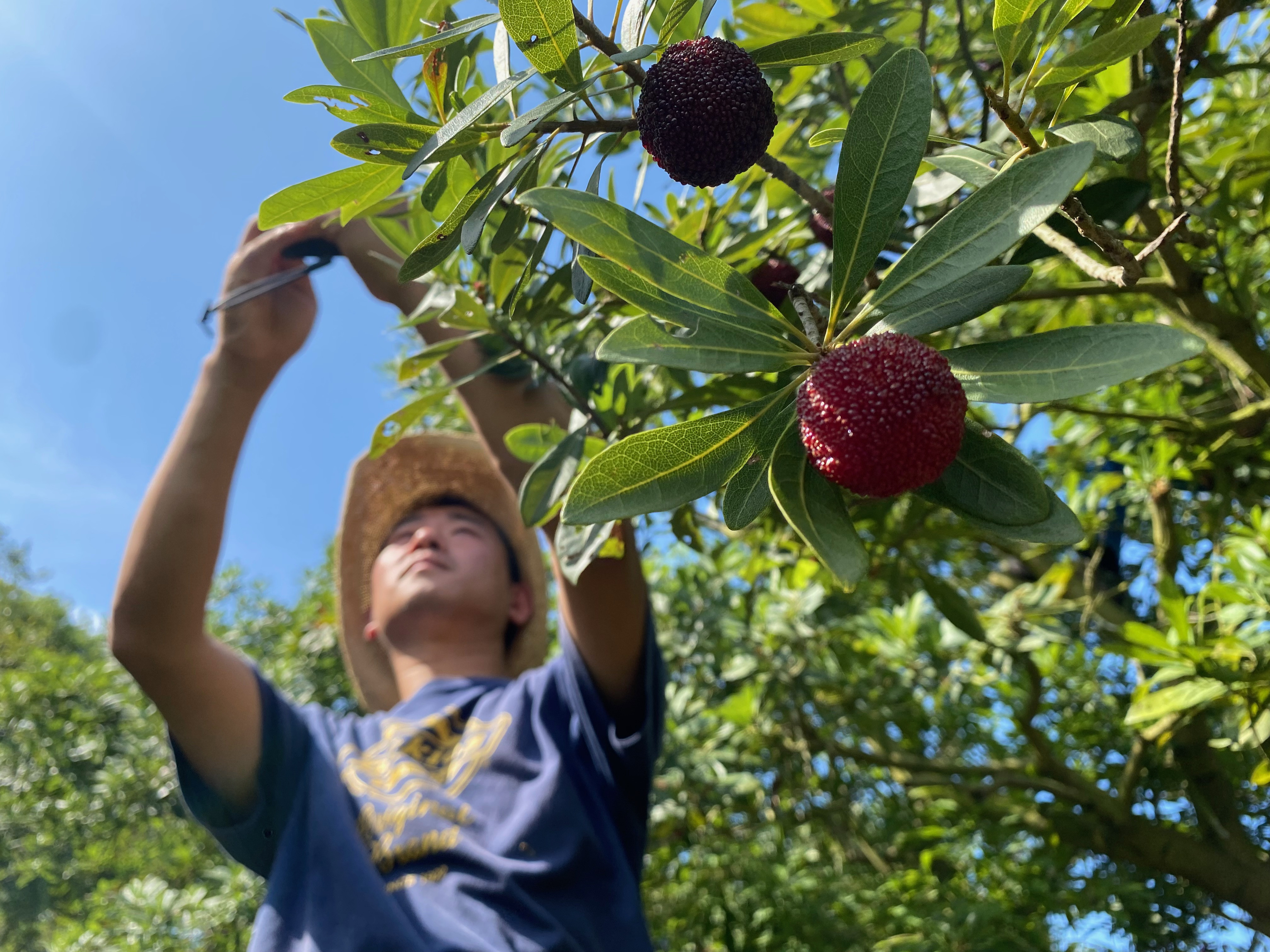 China's live-streaming e-commerce offers lifeline to fruit farmers