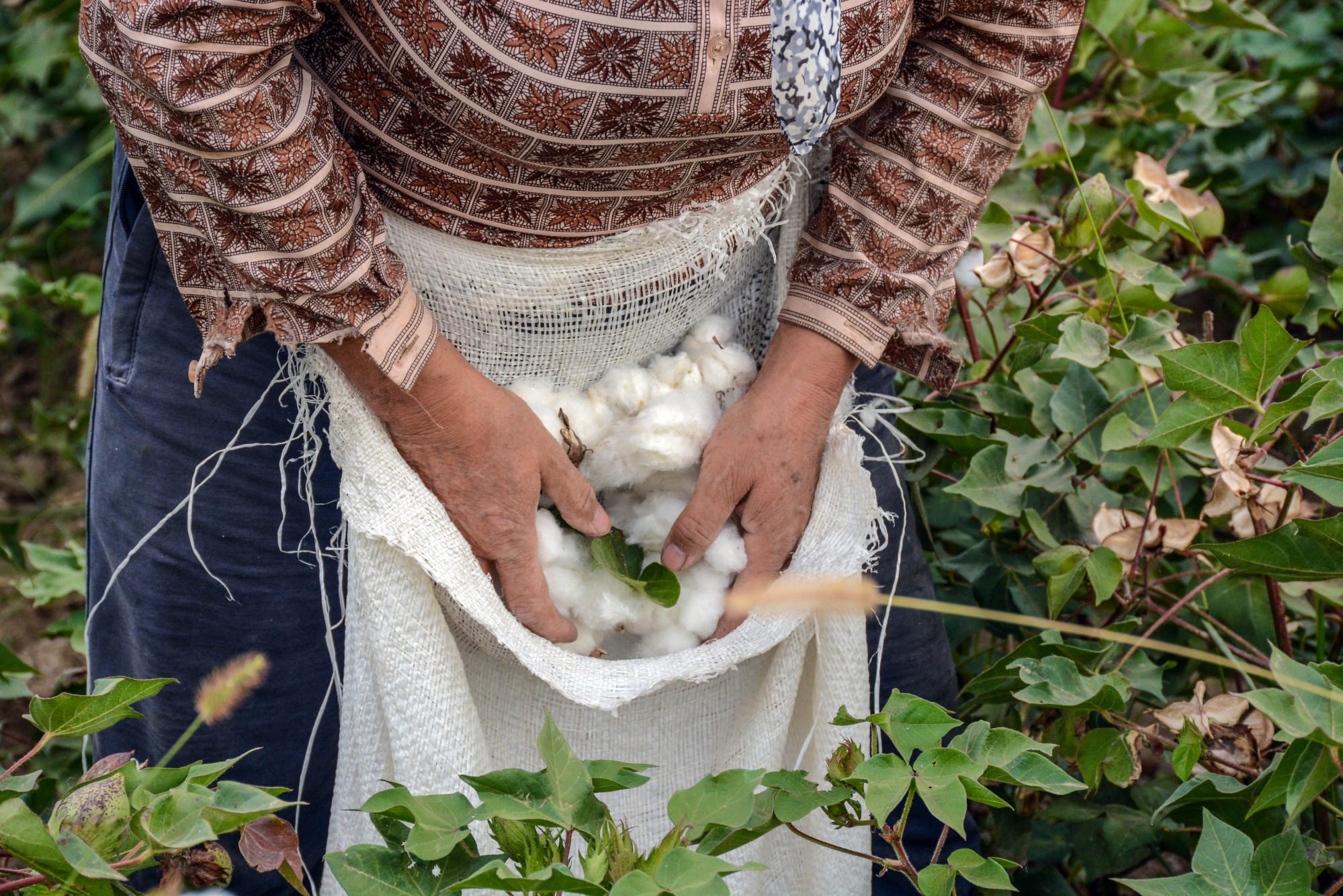 What is Organic Cotton?  Organic Cottons FAQS – Foxology Clothing