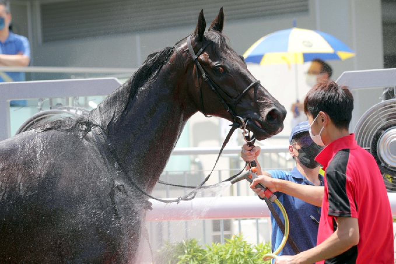 A horse is washed down at Sha Tin on Saturday.