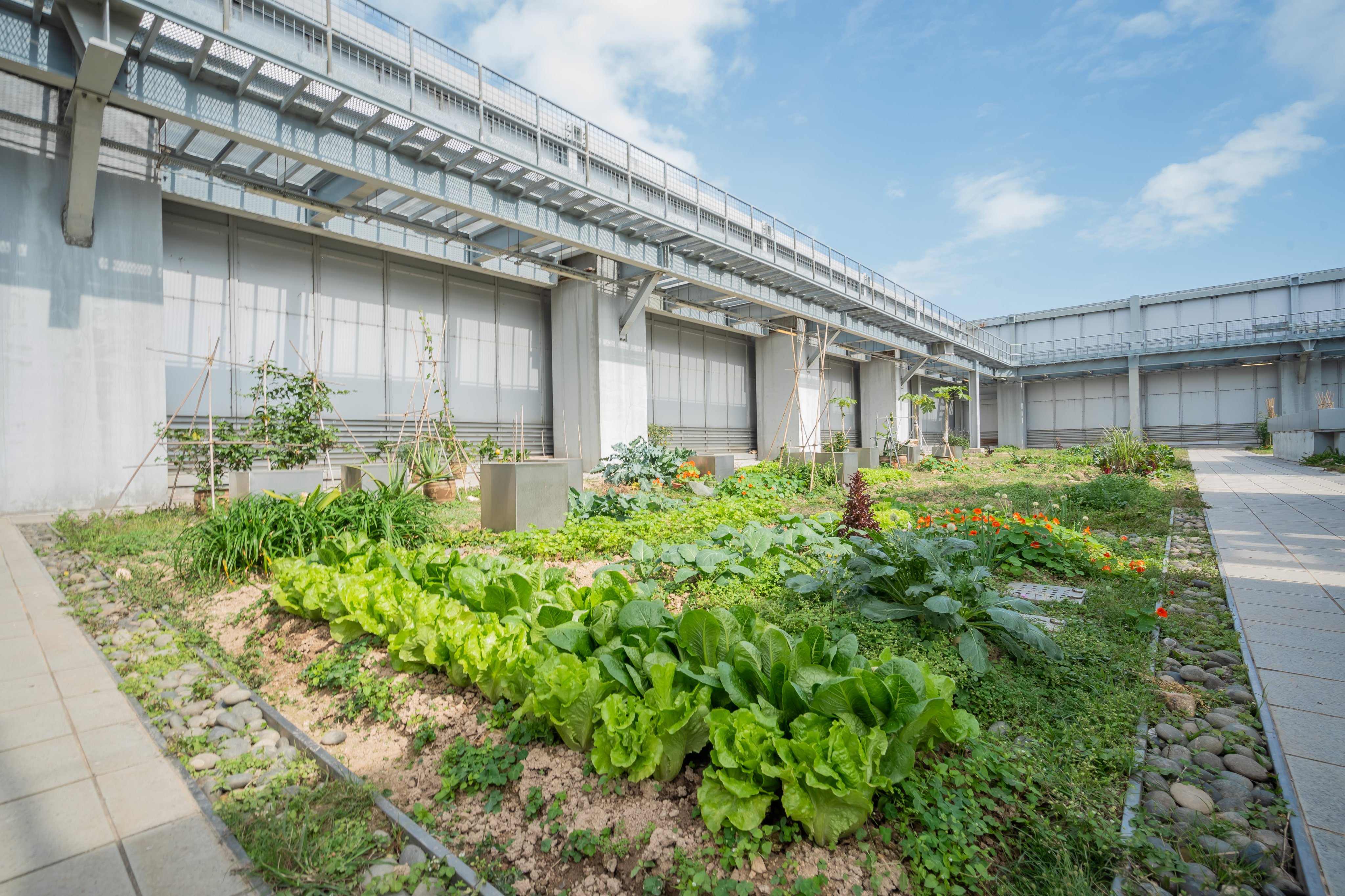 General view of Hysan’s rooftop farm. Photo: Handout