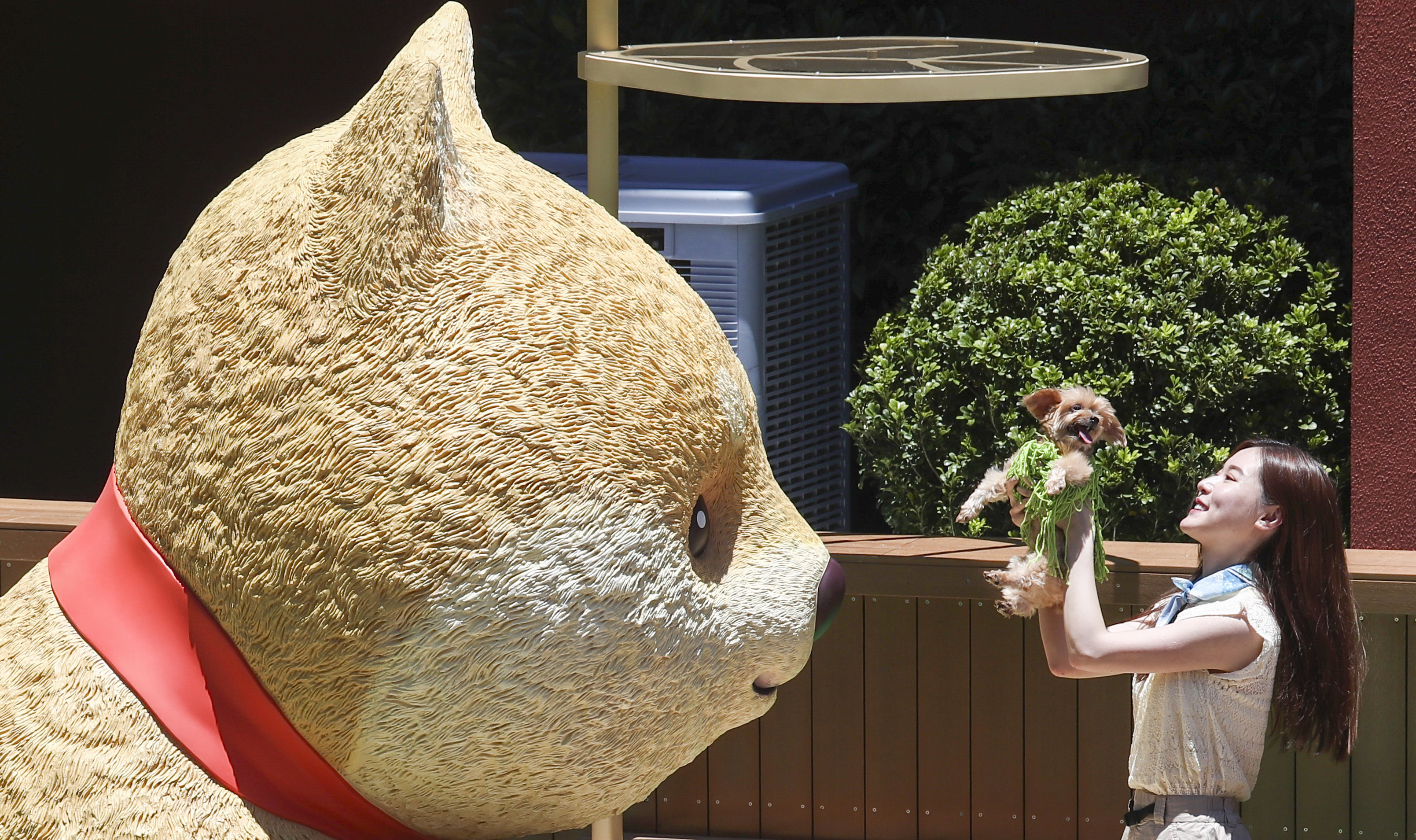 A small dog meets a 3-metres high Shiba figure at New Town Plaza’s Pets Park in Sha Tin on June 23, 2022. Photo: SCMP / Jonathan Wong