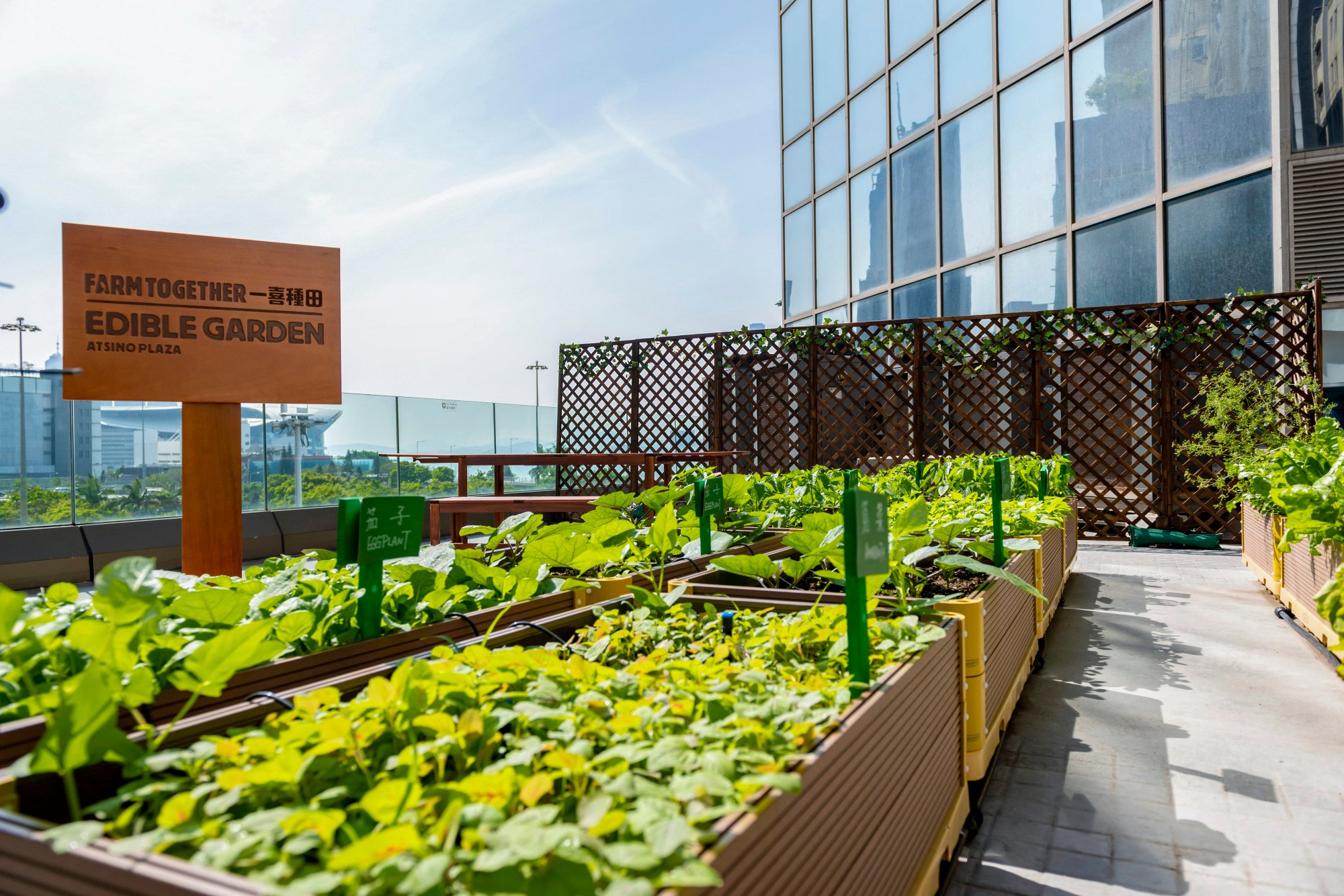 Sino Group’s Edible Garden at the Sino Plaza. Photo: Handout