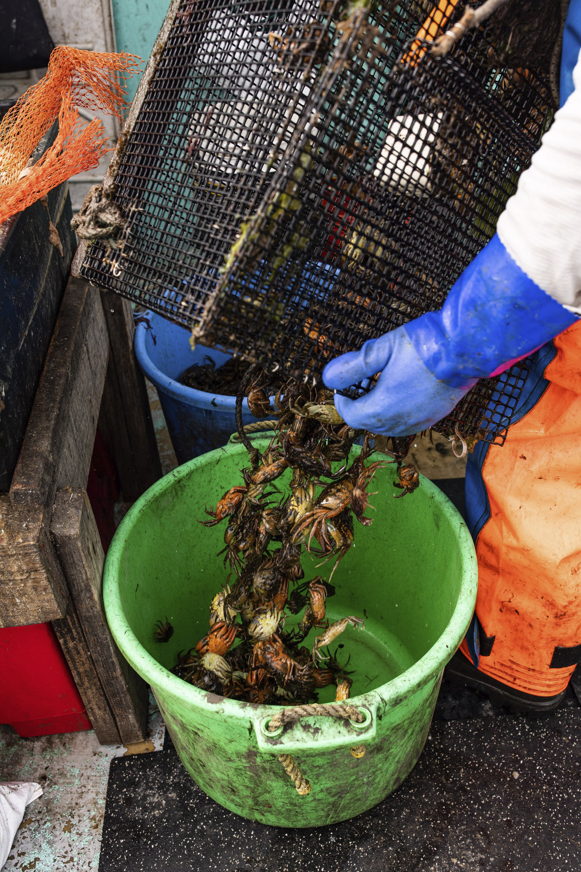 Green crabs are wreaking ecological and economic havoc along the New England coast. Photo: Jennifer Bakos via AP