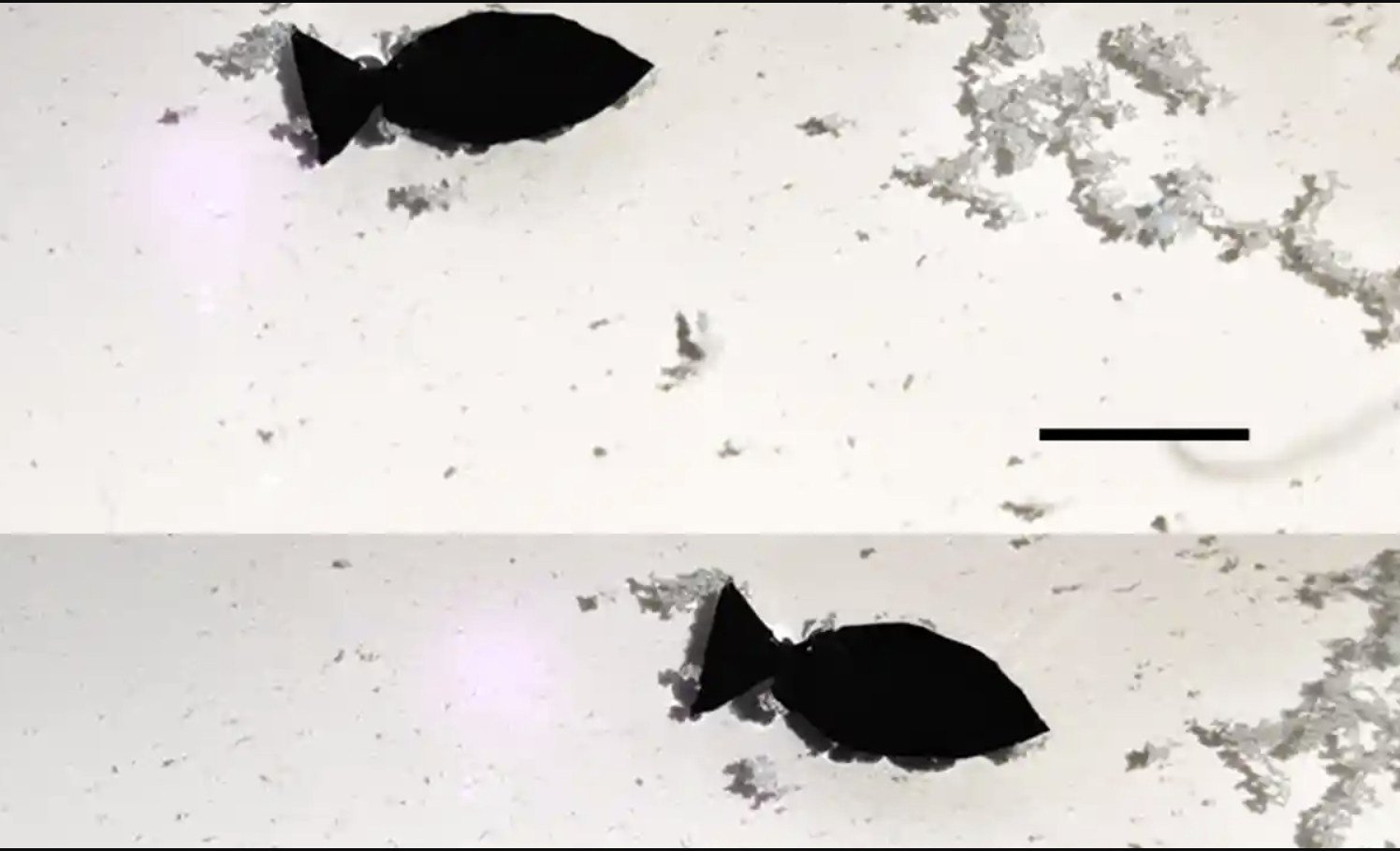 The self-propelled robot fish can “suck” microplastics out of the water, Chinese researchers say. Photo: Nano Letters 