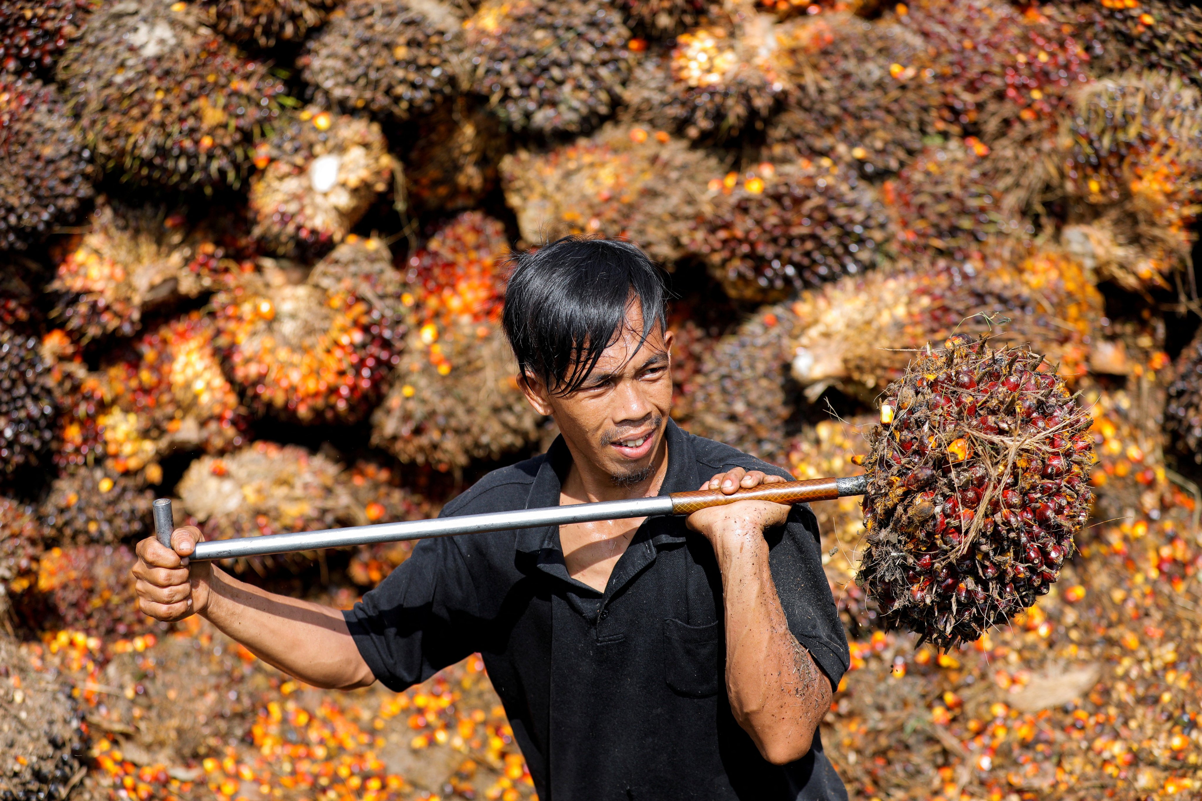 A worker loads palm oil fruit to be transported to factories in Pekanbaru, Riau province, Indonesia, on April 27. Indonesia, which supplies some 335,000 tonnes of crude palm oil to the EU every month, is already working on a carbon tax framework. Photo: Reuters