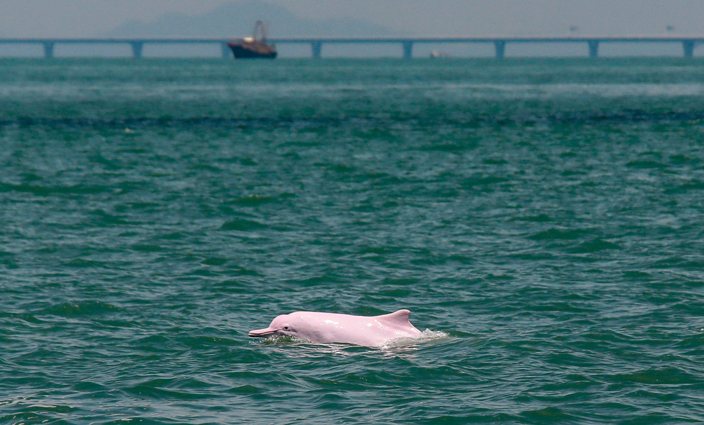 A Chinese white dolphin is seen in waters around Lantau on September 10, 2021. The number of these dolphins in Hong Kong waters has dropped considerably since 1997. Photo: Xiaomei Chen