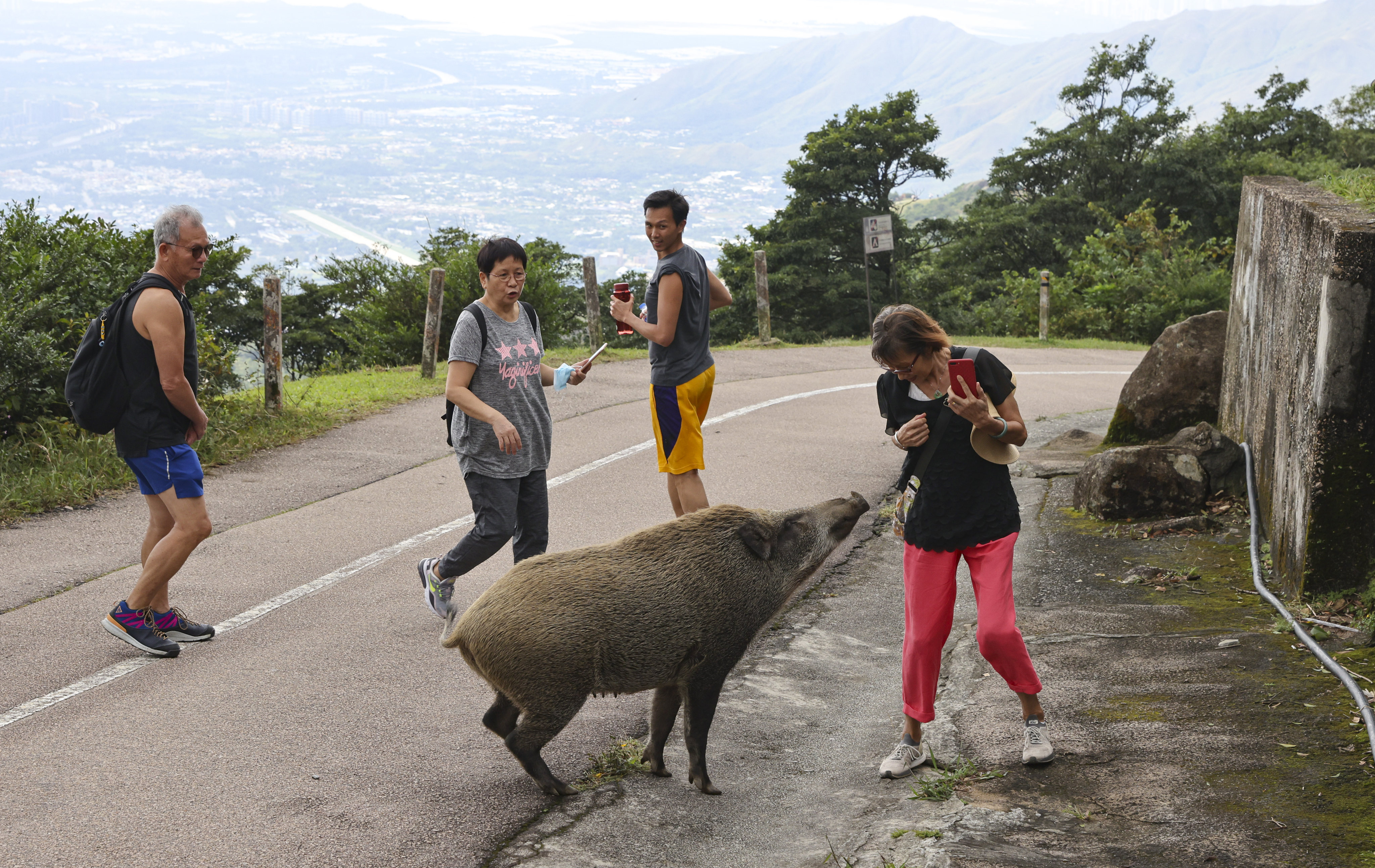 Wild boars are causing a nuisance in Hong Kong. Photo: May Tse