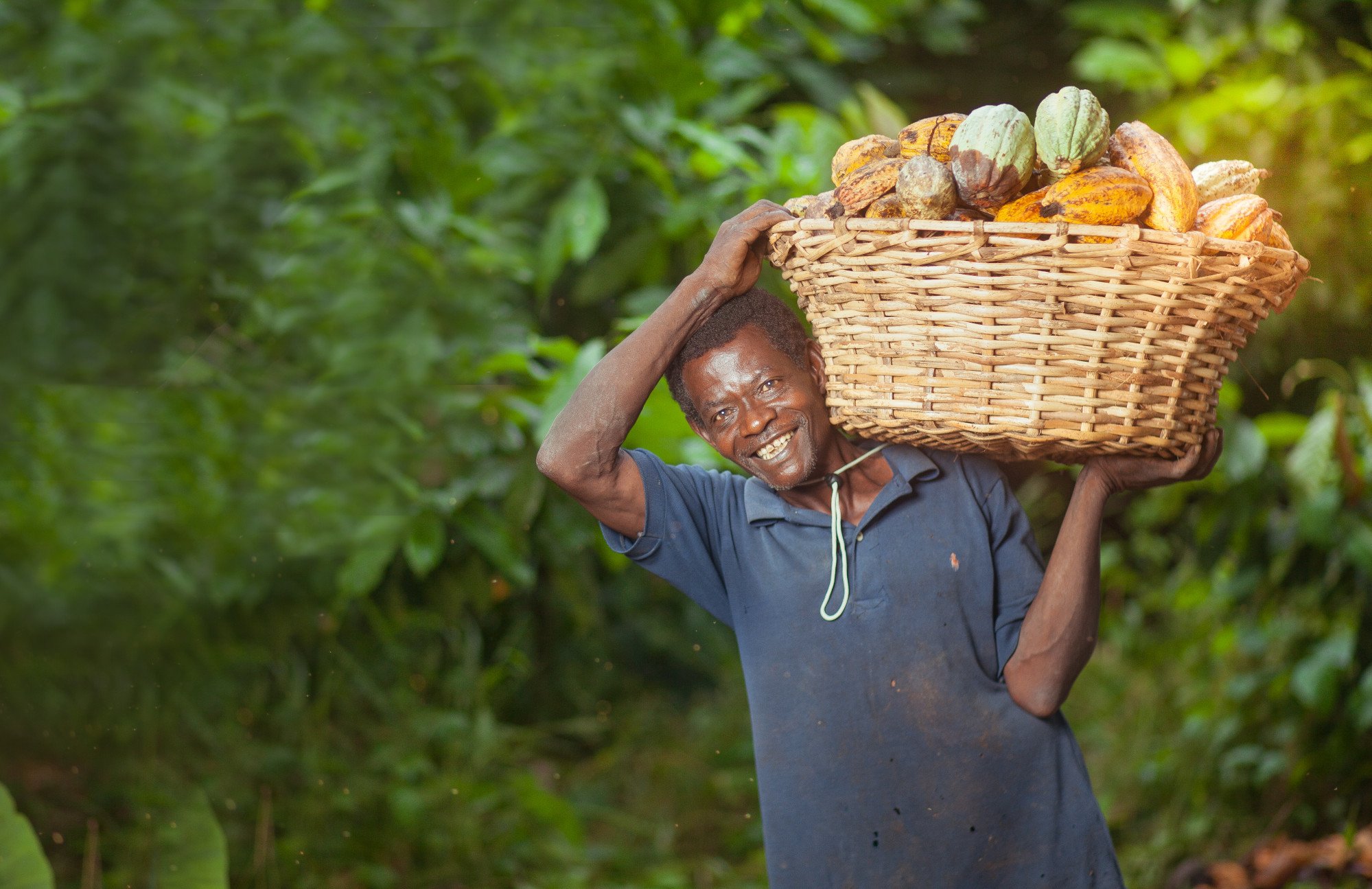 Chocolate-making begins with the harvest of cacao pods. Photo: Shutterstock