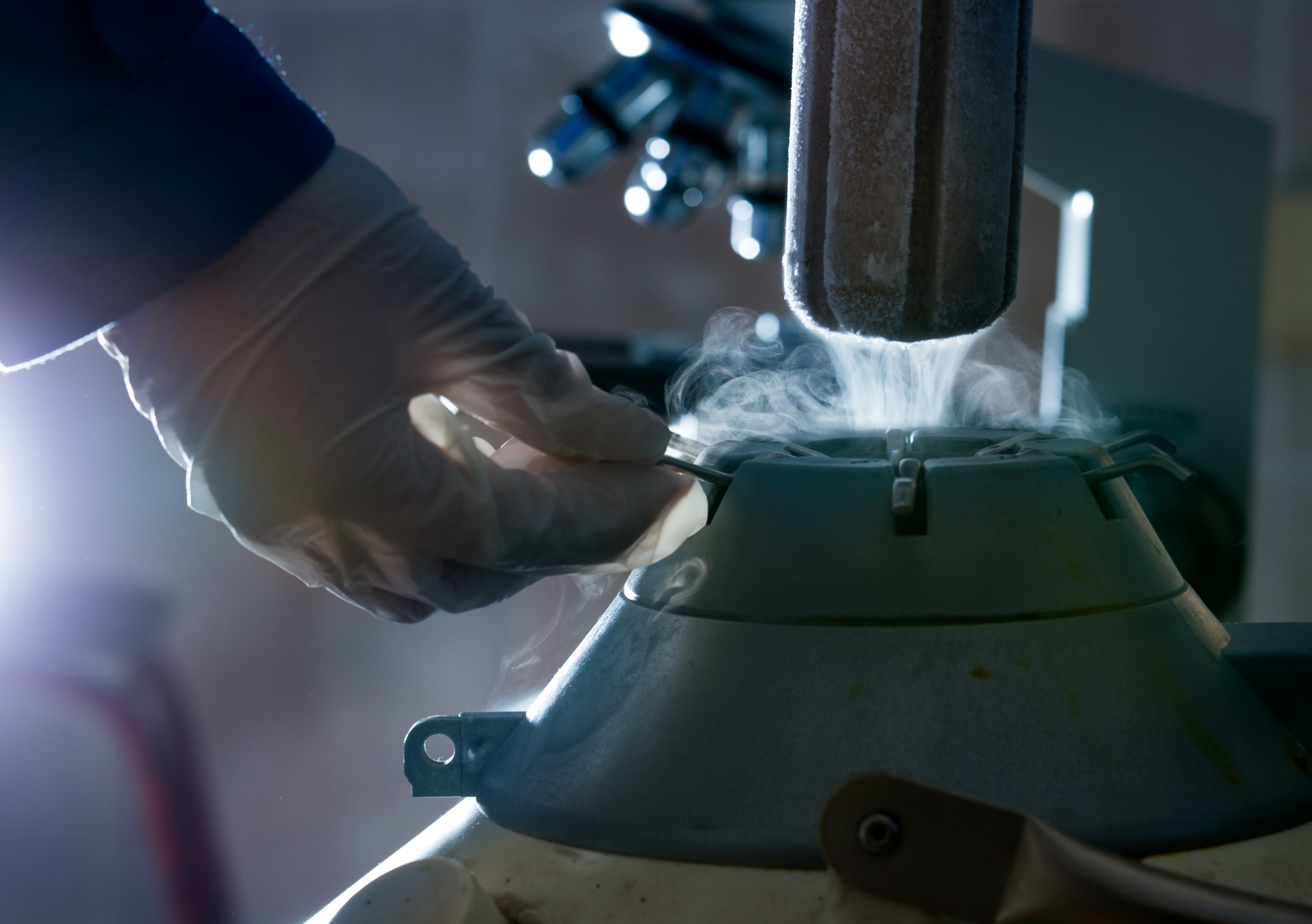 Japan scientists clone freeze-dried mice in bid to beat extinction ... - Freeze Dried Mice