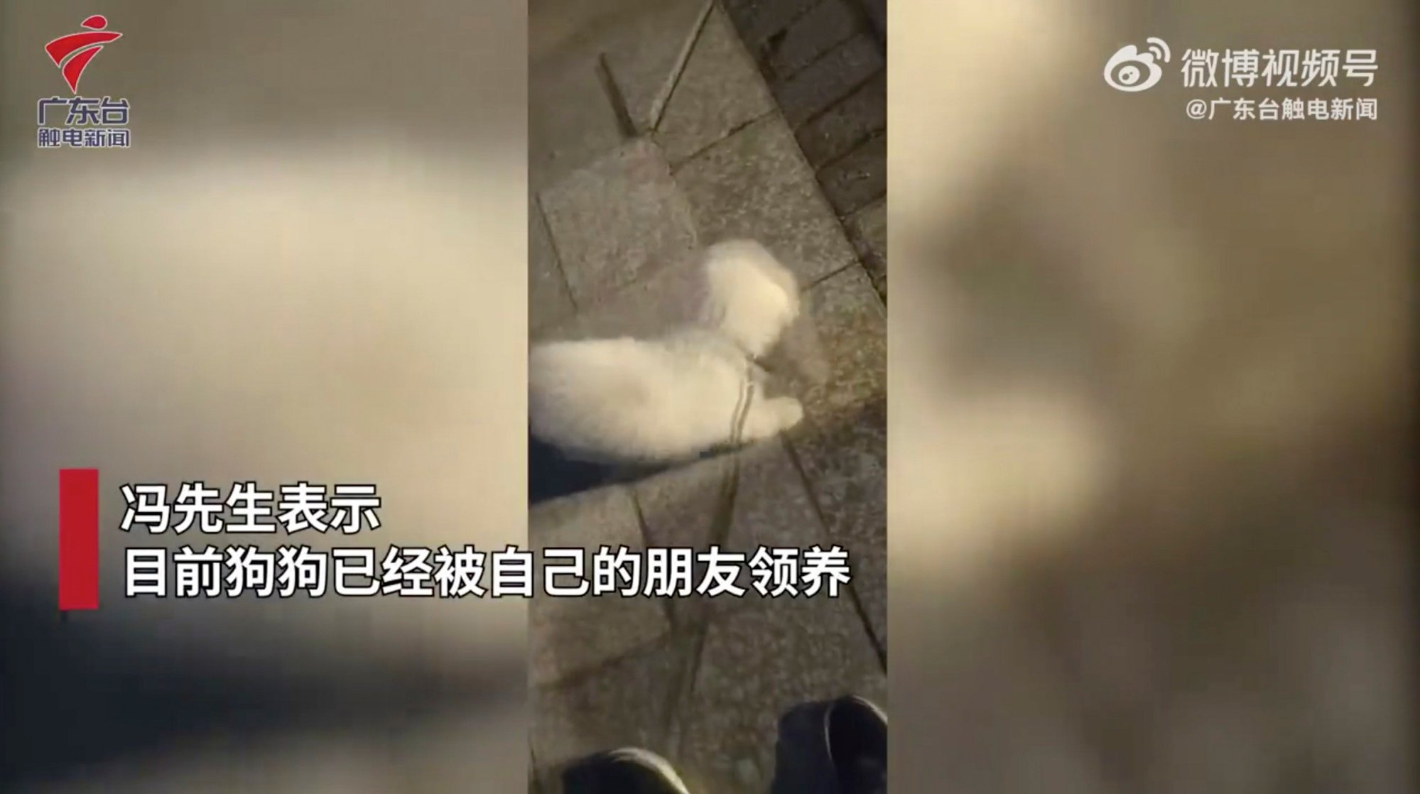 A security guard saw the animal and came to its rescue. Photo: Weibo