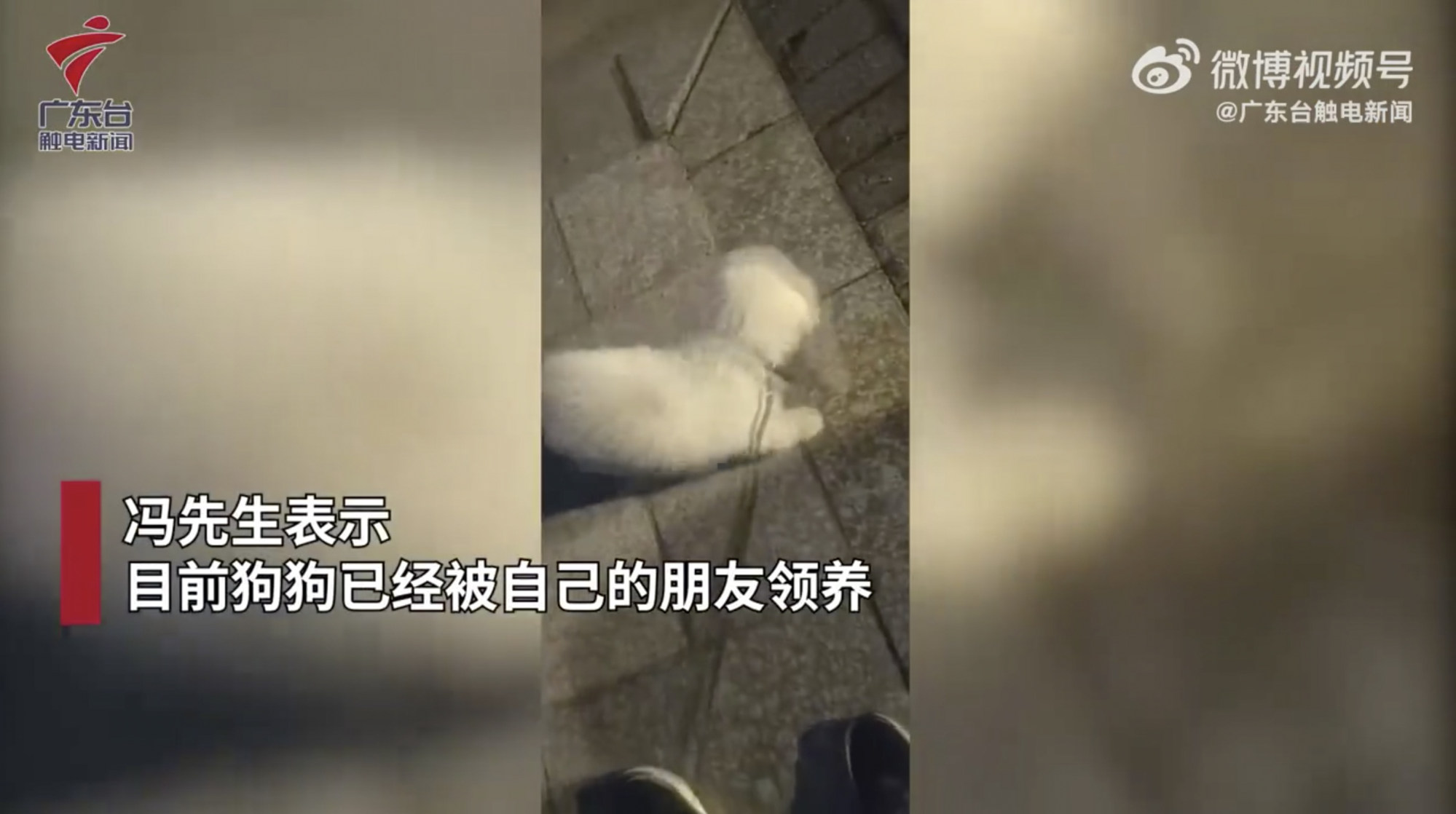 A security guard saw the animal and came to its rescue. Photo: Weibo