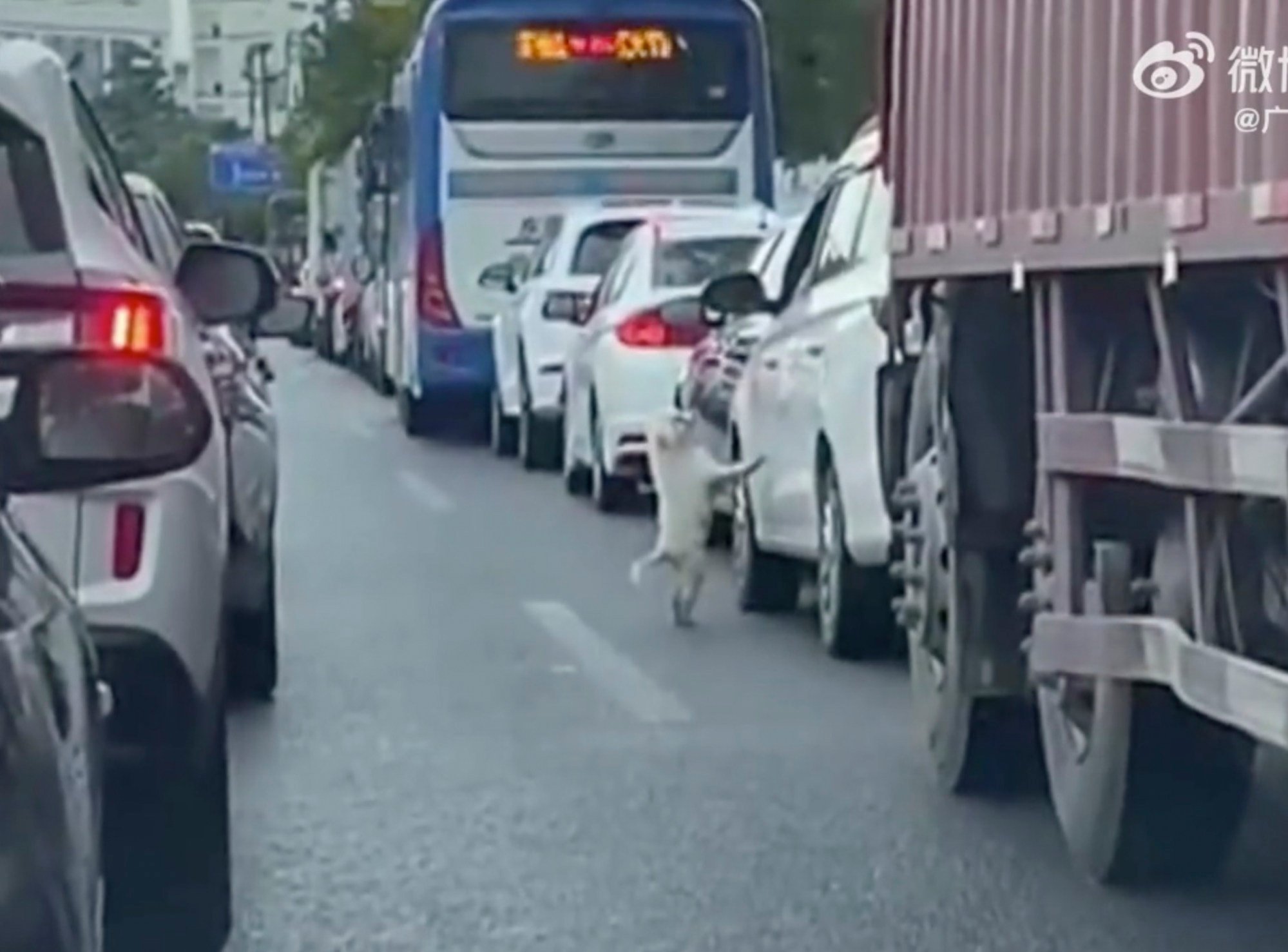 The puppy tries to get back into the vehicle after being dumped onto the road. Photo: Weibo