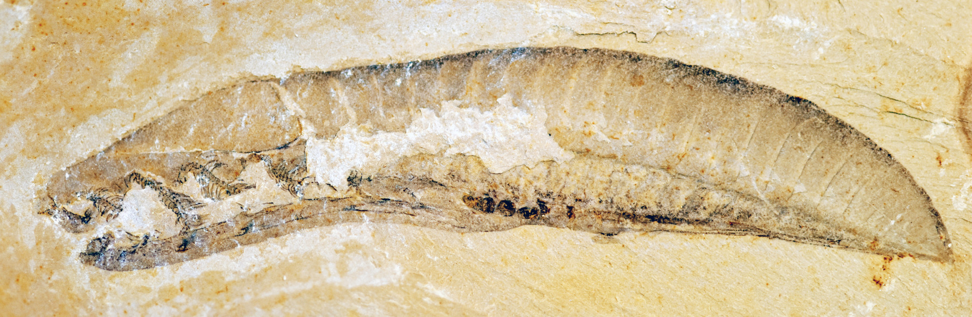 The yunnanozoaon specimen in this fossil is 3.9cm long. Photo: Zhao Fangchen