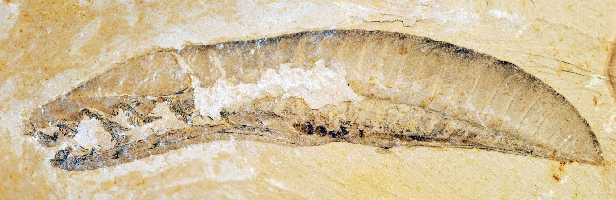 The yunnanozoaon specimen in this fossil is 3.9cm long. Photo: Zhao Fangchen The yunnanozoaon specimen in this fossil is 3.9cm long. Photo: Zhao Fangchen