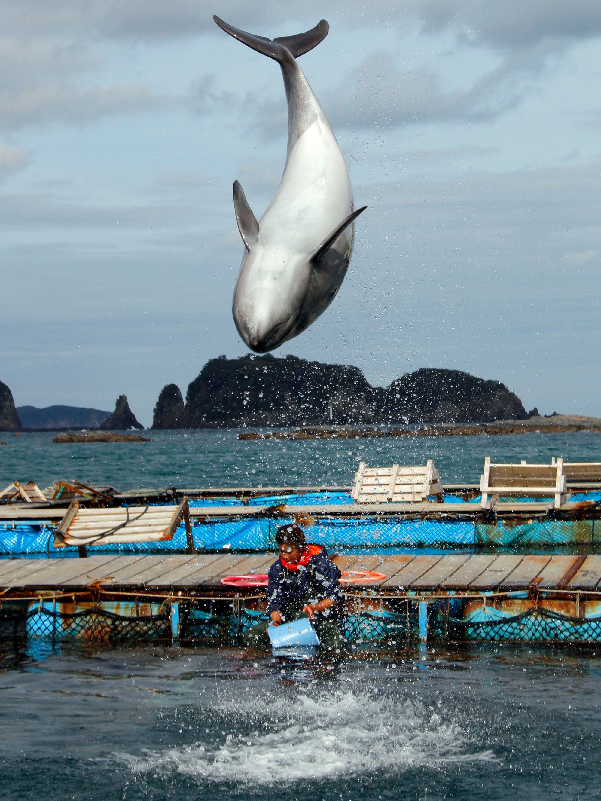 A dolphin demonstrates a flip at a dolphin pool in Japan. The government of the Faroe Islands, which lie between Scotland and Iceland, has provisionally committed to killing fewer dolphins in its annual hunt. File photo: AP