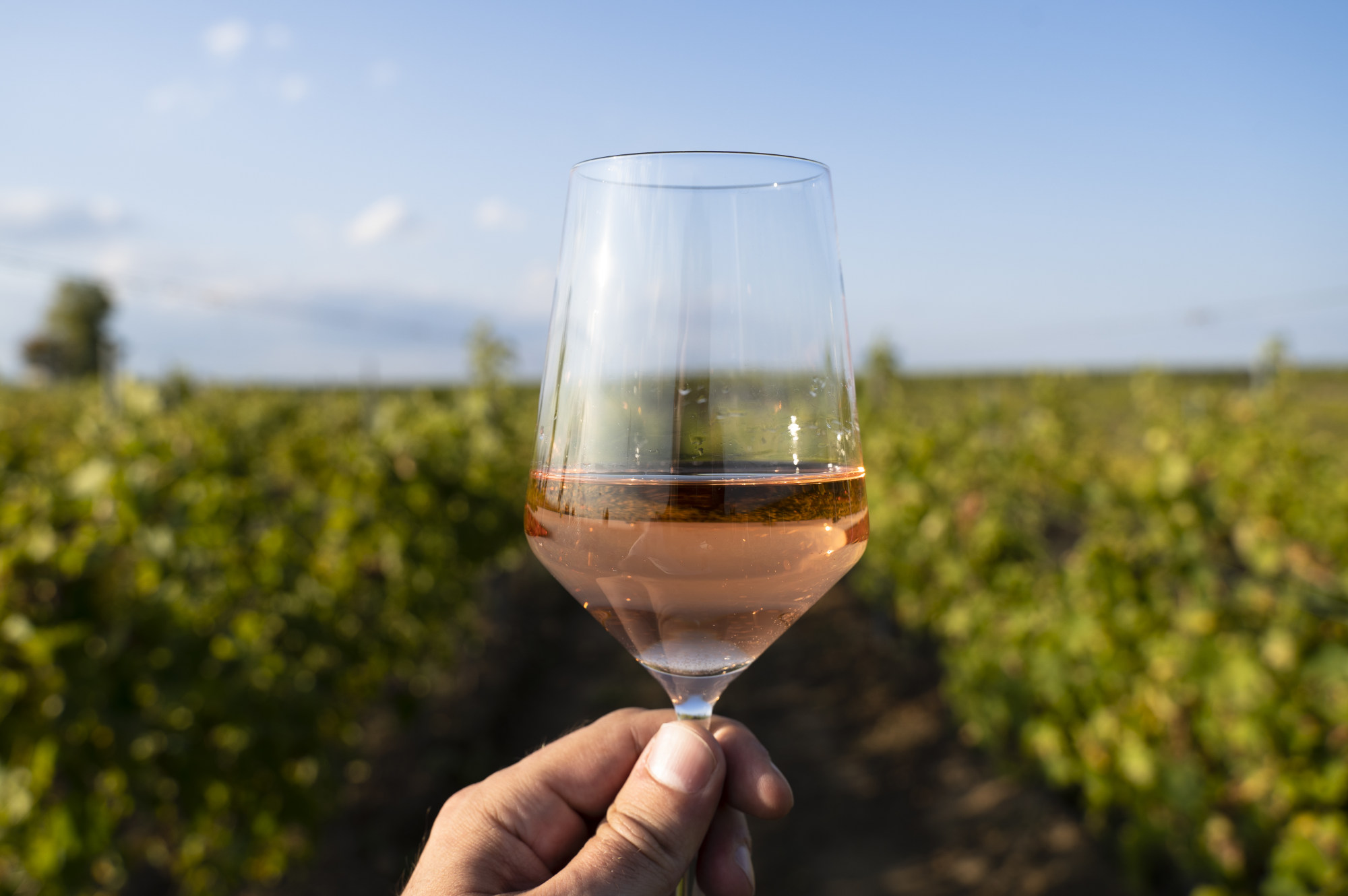 Opinion | Rosé wine isn’t all pastel pink and bland – artisan rosés ...