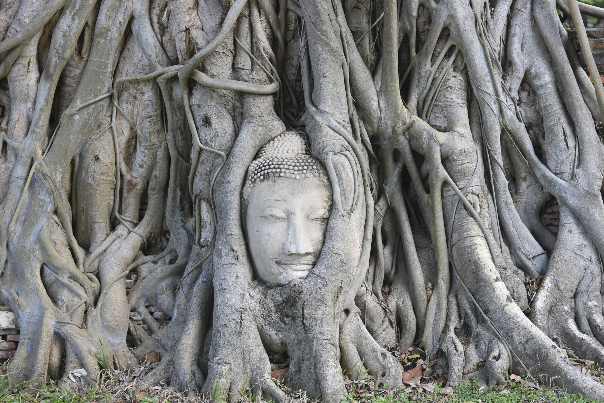A banyan reclaims a Buddha head in Wat Mahathat, Ayutthaya. Photo: Thomas Bird