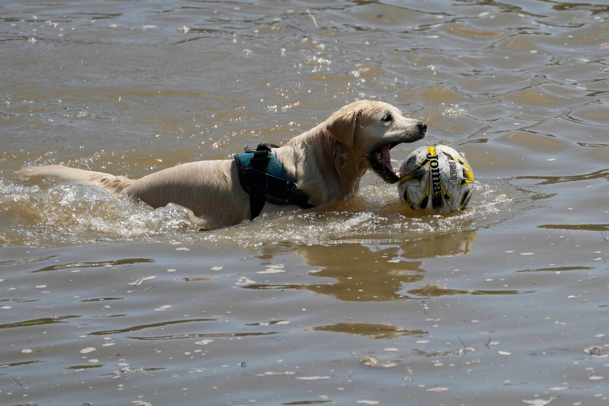 A dog plays with its football in the river Thames during sunny weather in London on Friday. Photo: AP