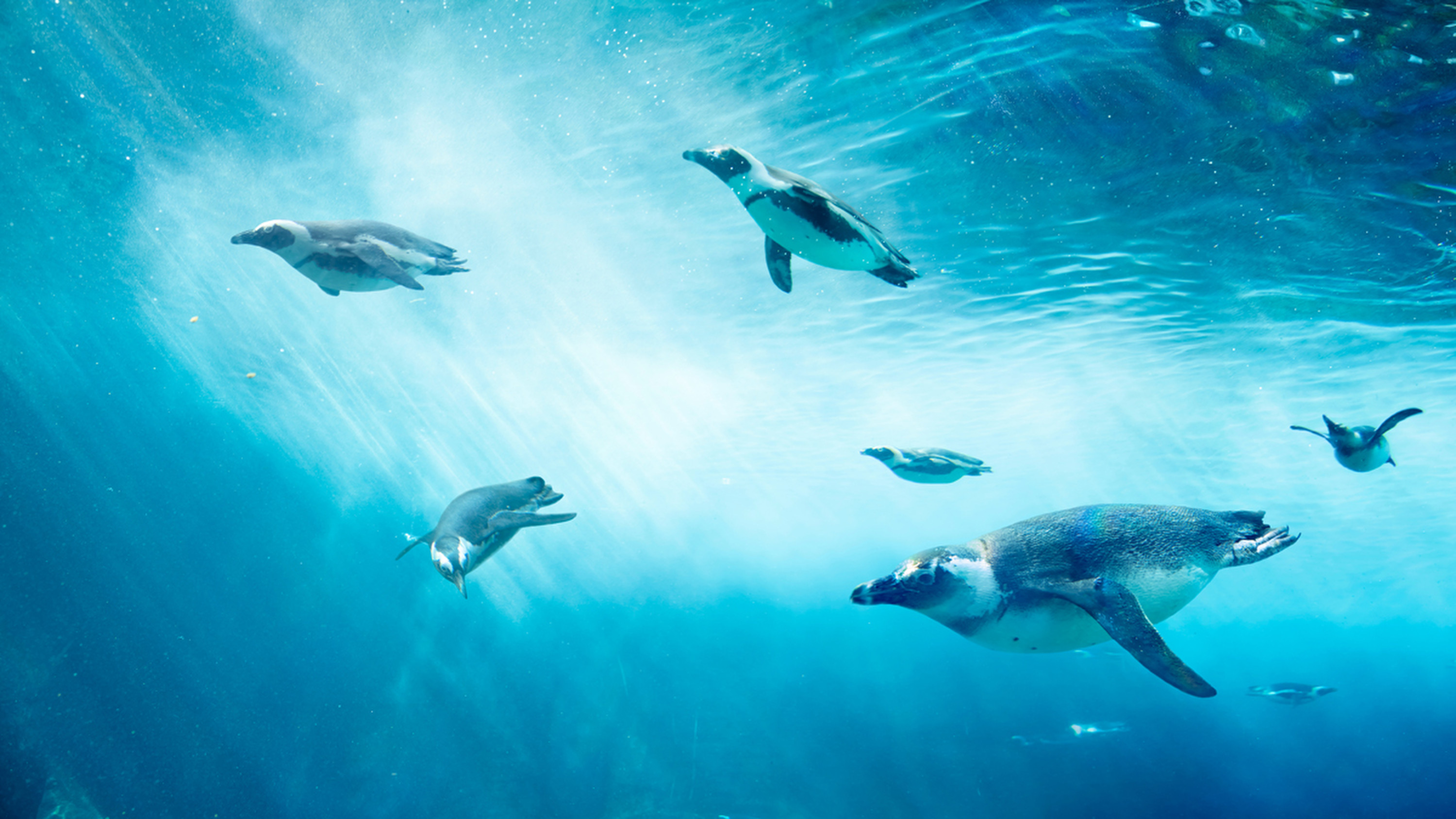 Penguins’ evolution, including using their wings to swim and the ability to dive for a long period on one breath, did not increase their vulnerability to to predators, say researchers. Photo: BGI-Research