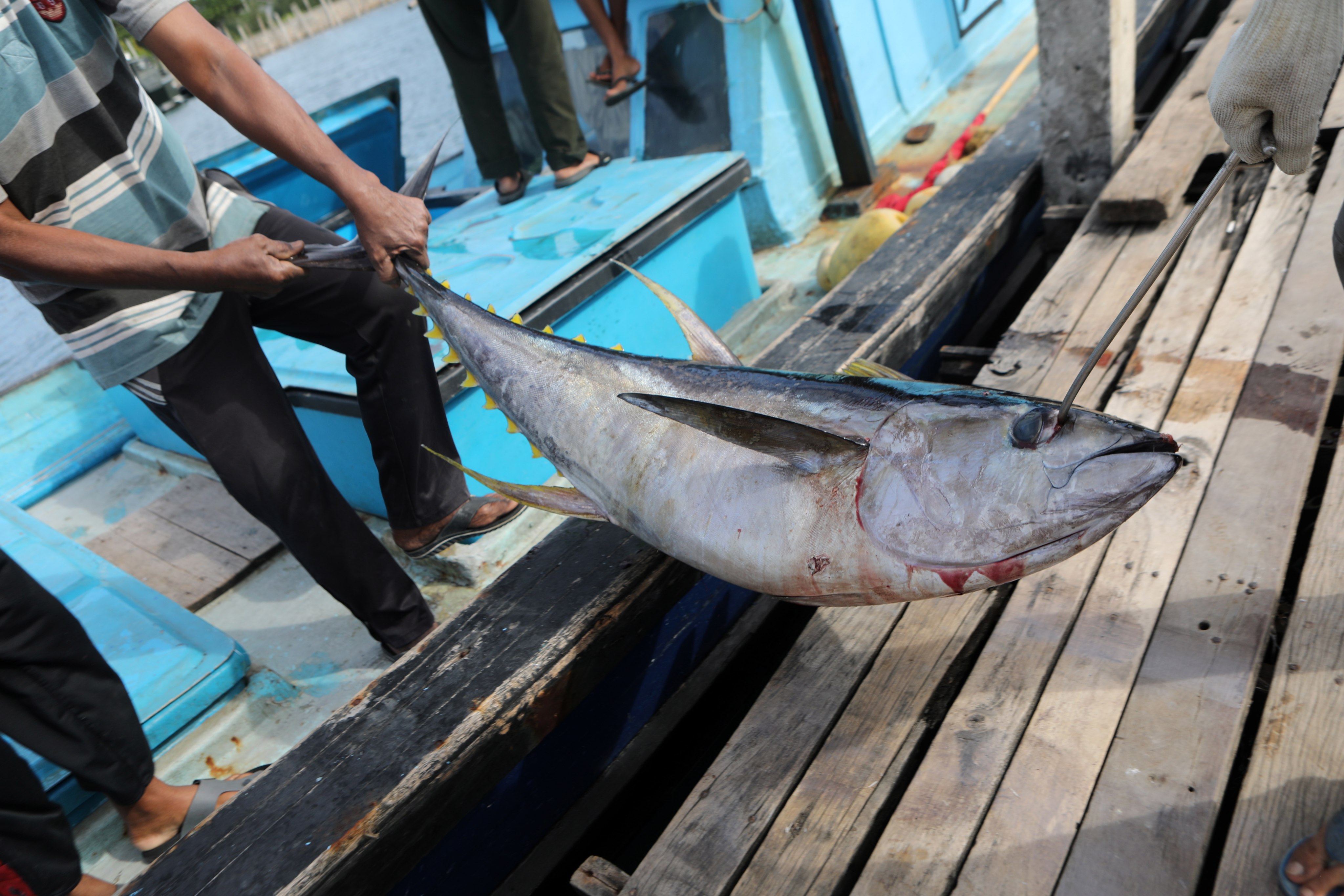 A fishing crew unloads a tuna upon its return to port. Photo: EPA-EFE