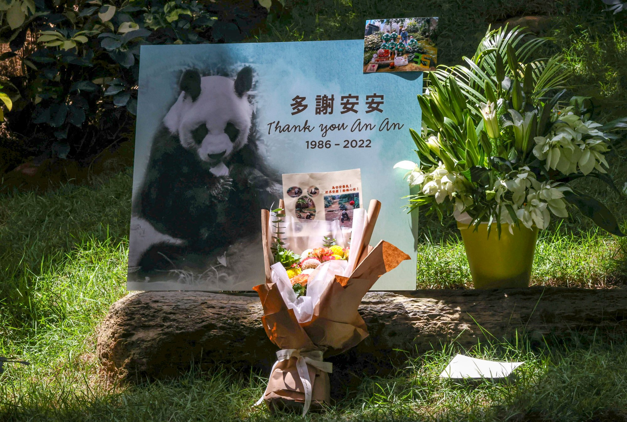 A board erected in the enclosure, in memory of the panda. Photo: K. Y. Cheng