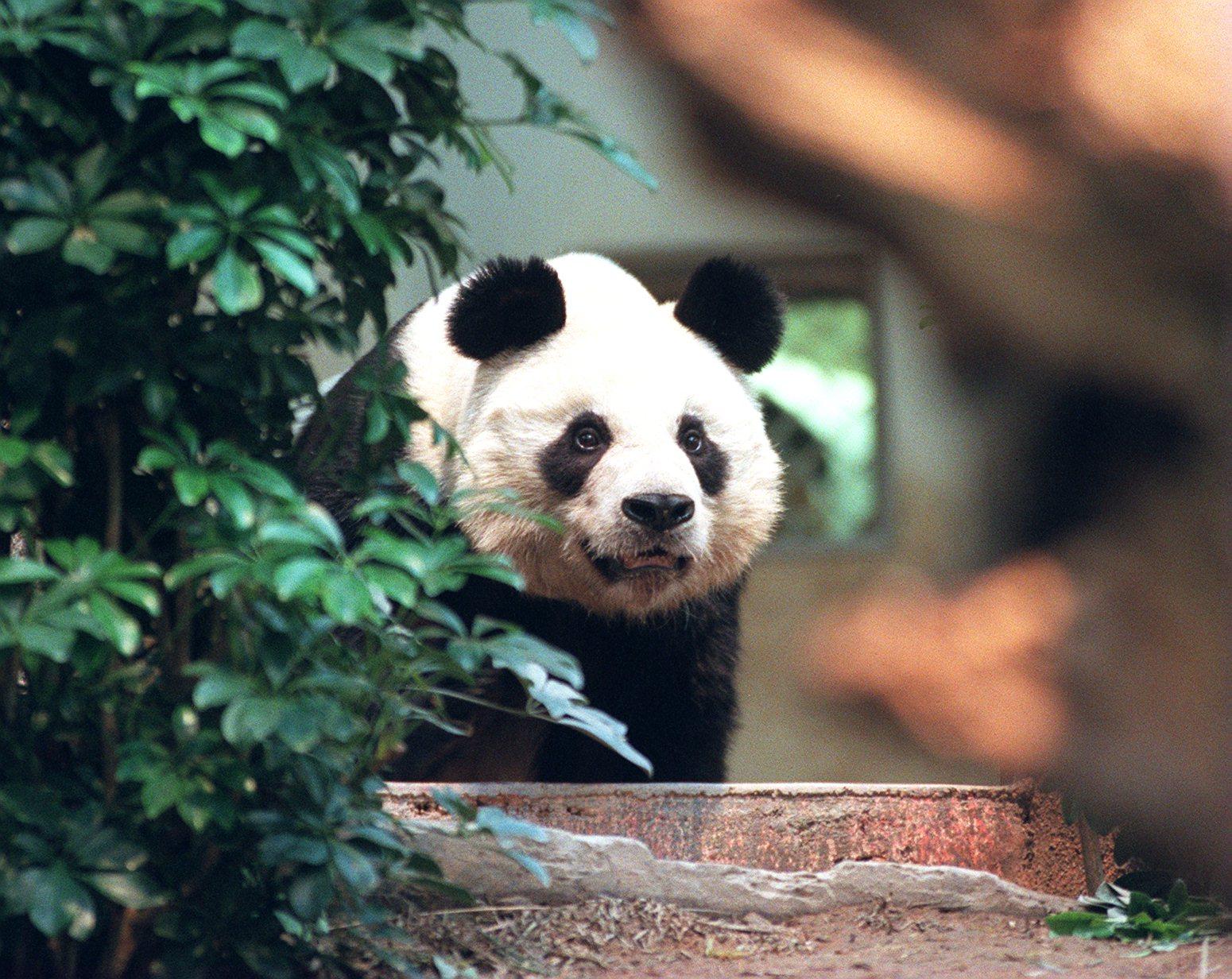 An An in 1999 at Ocean Park, the year the animal arrived in Hong Kong from China. Photo: Martin Chan