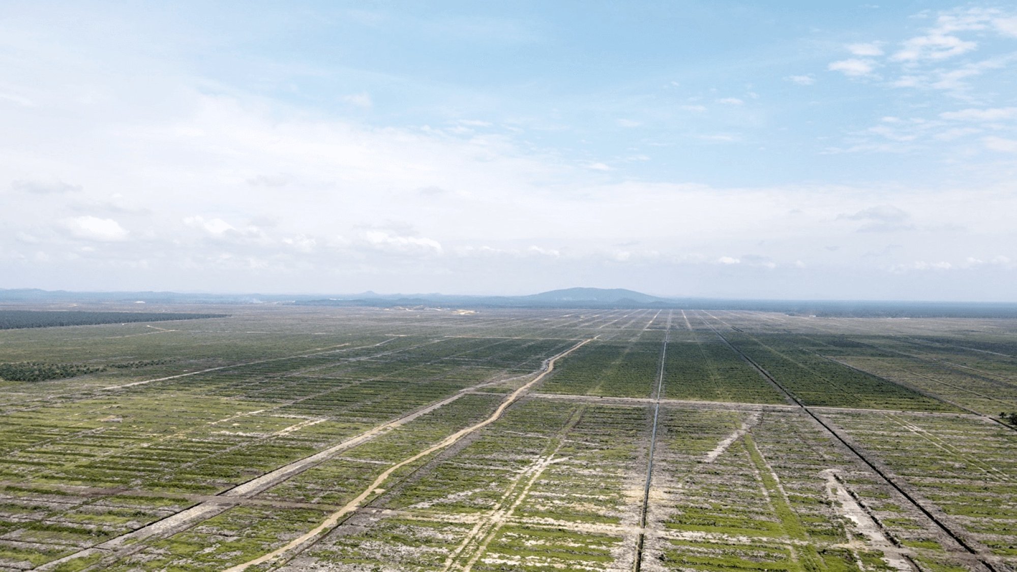 An aerial view of deforested land at the site. Photo: Macaranga Media