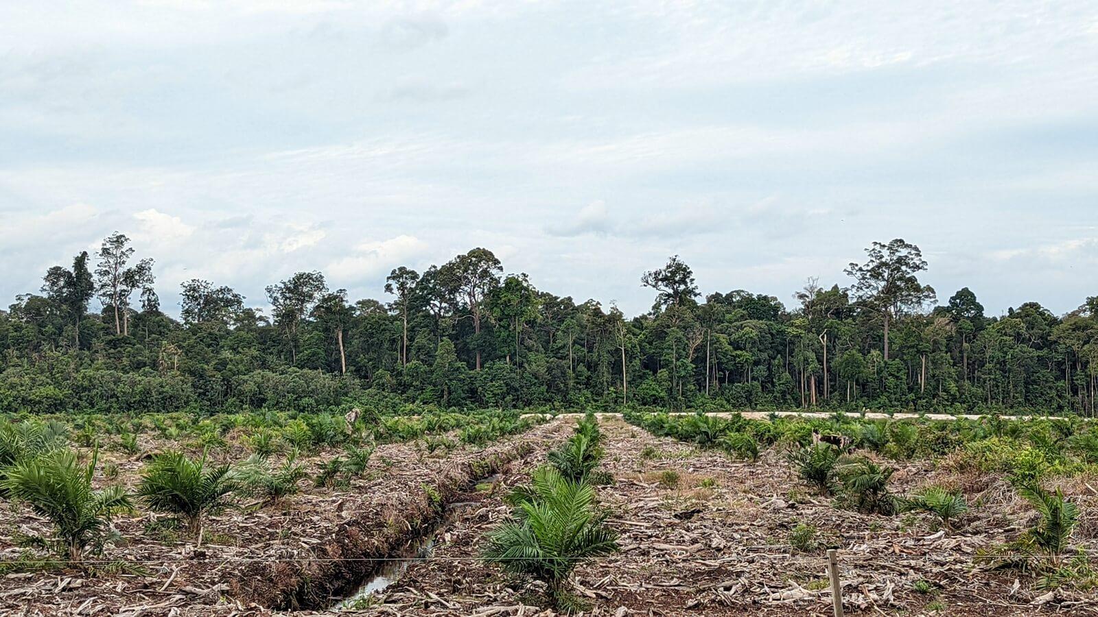 The northeastern corner of the plantation, where newly planted oil palm is seen in front of a forest reserve. Photo: Macaranga Media