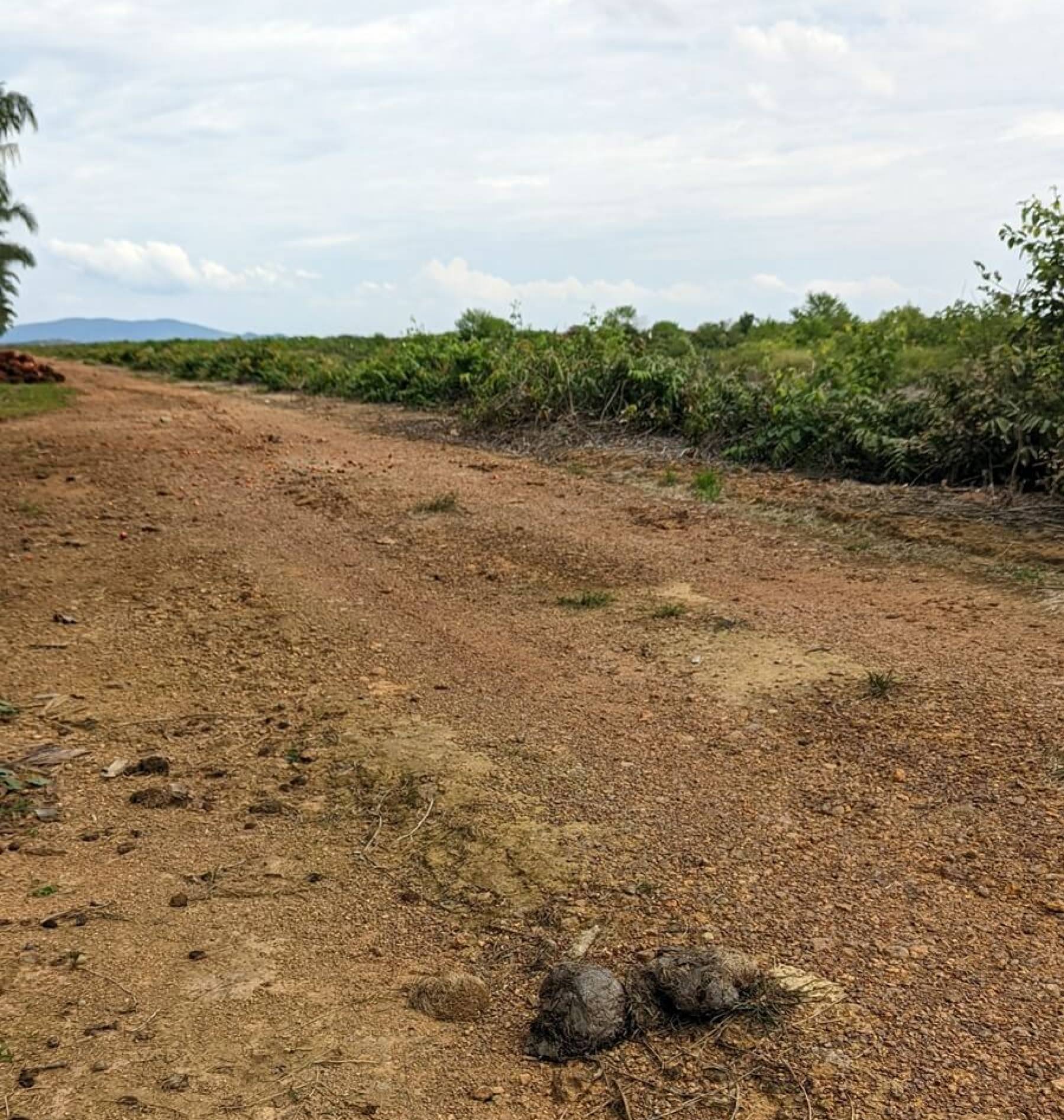 Elephant dung near the site, a telltale sign of their increased presence. Photo: Macaranga Media