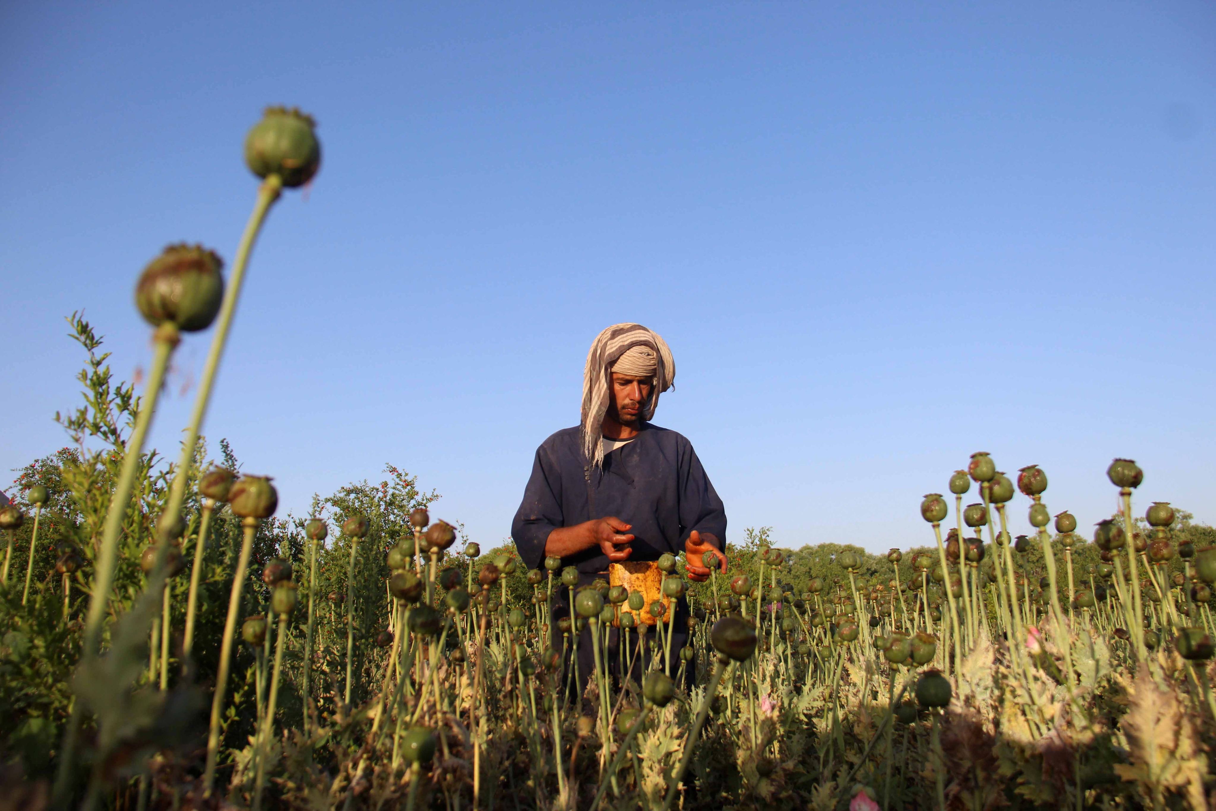 A man extracts raw opium from poppy buds on the outskirts of the southern province of Kandahar in Afghanistan in April 2017. Photo: EPA-EFE