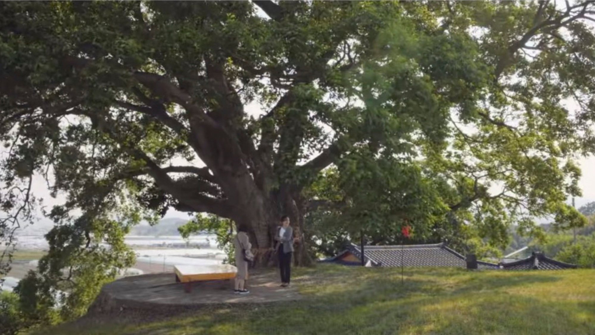 In the series, the large tree exists in the fictional village of Sodeok-dong. Photo: Netflix