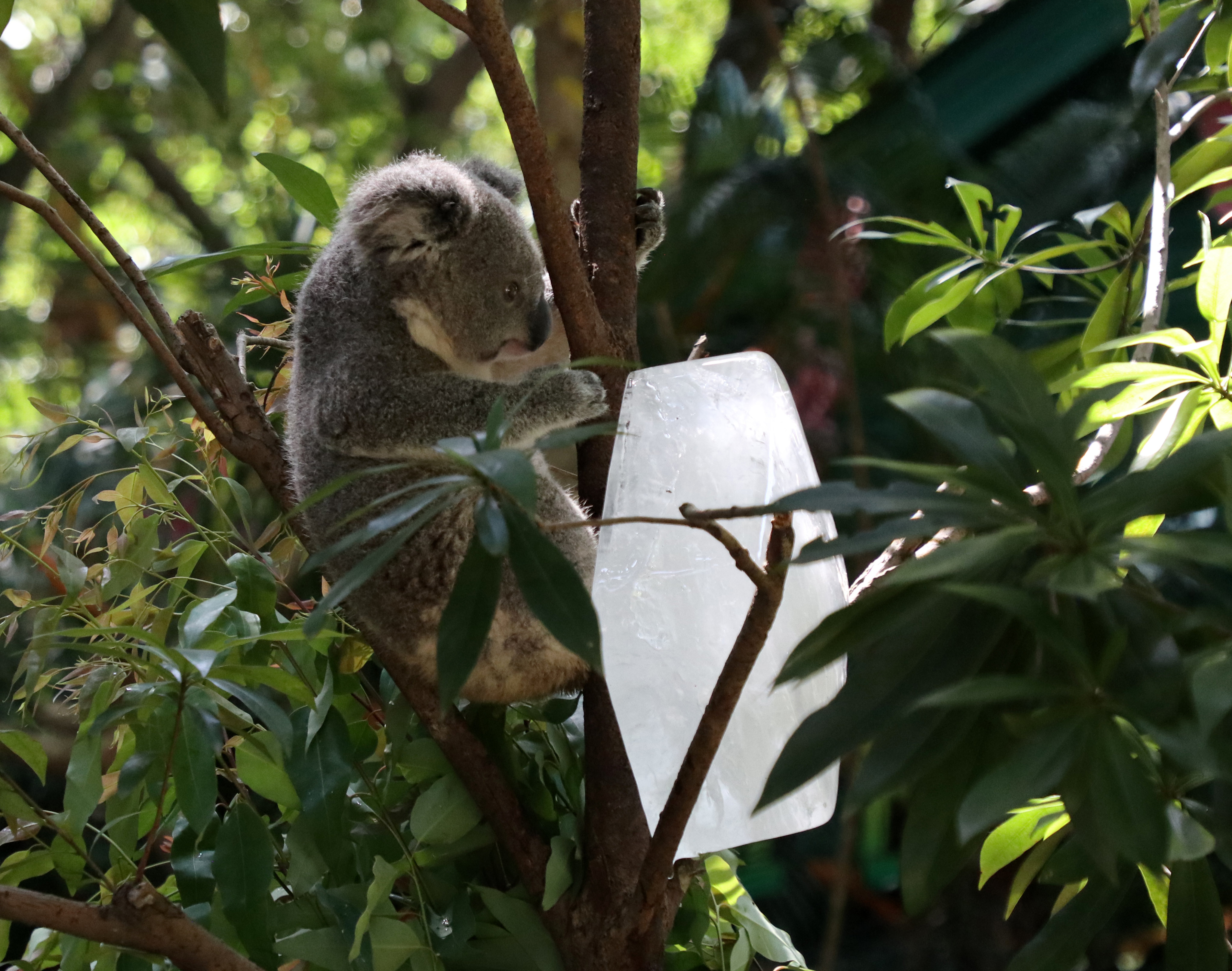 Australia should work with China and others to save the koala and preserve  biodiversity | South China Morning Post