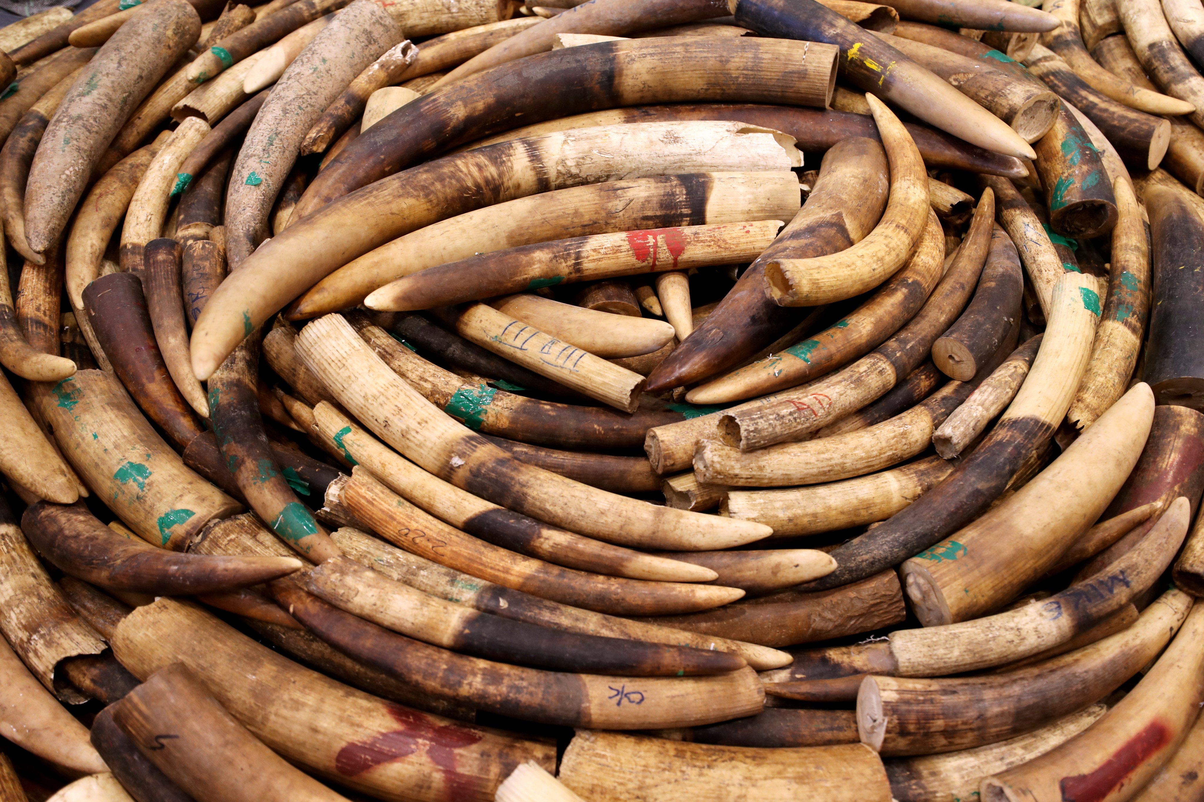 A haul of elephant tusks seized several years ago as part of a crackdown on the cross-border trade in endangered species parts. Photo: Winson Wong.