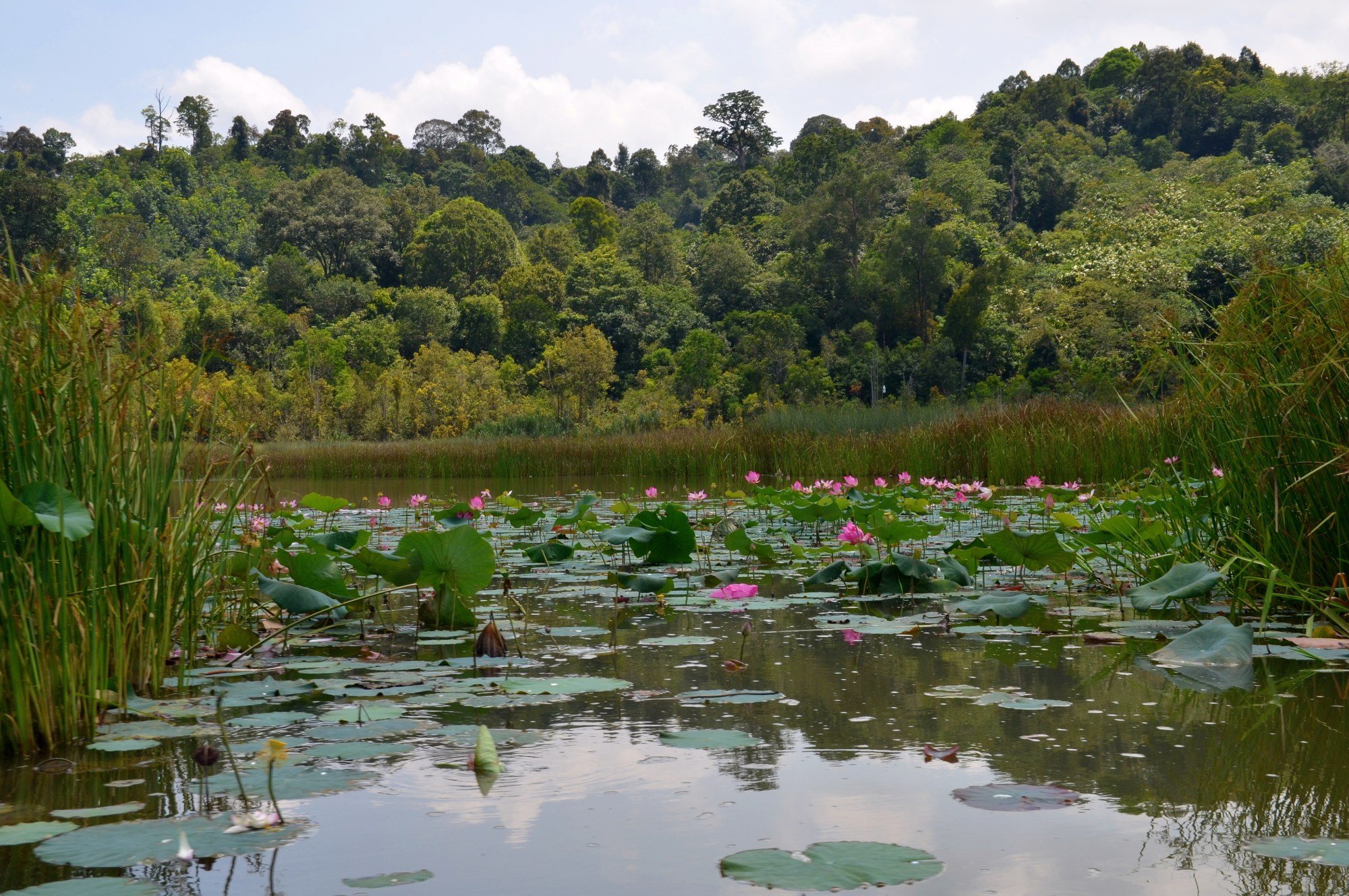 The lake used to be ‘so full of lilies that there were only paths for the boats’, but few remain nowadays. Photo: Shutterstock