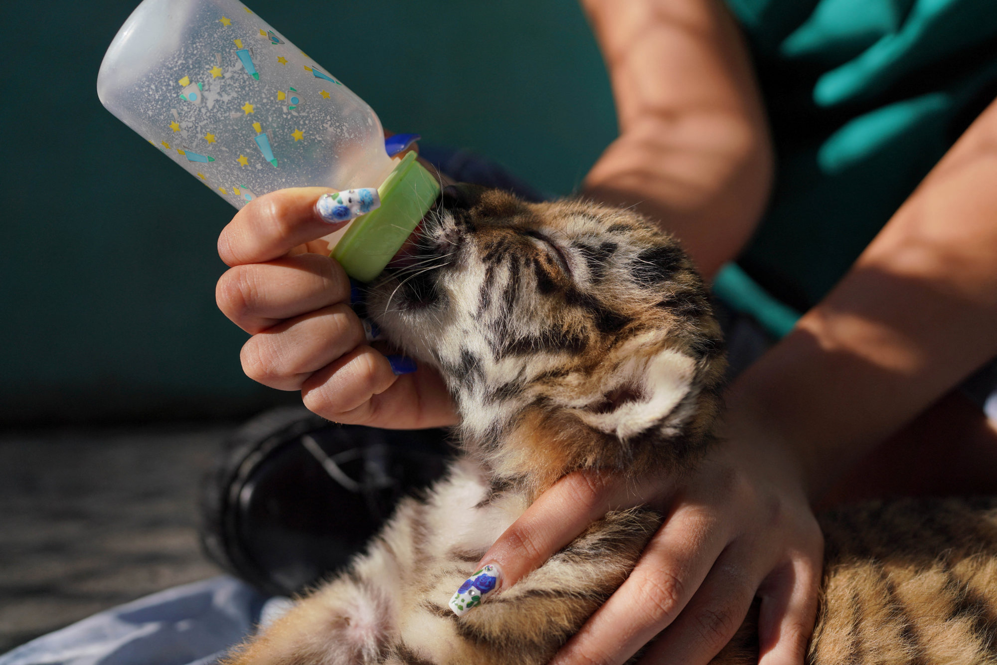 Fifth endangered Bengal tiger born in Cuban zoo