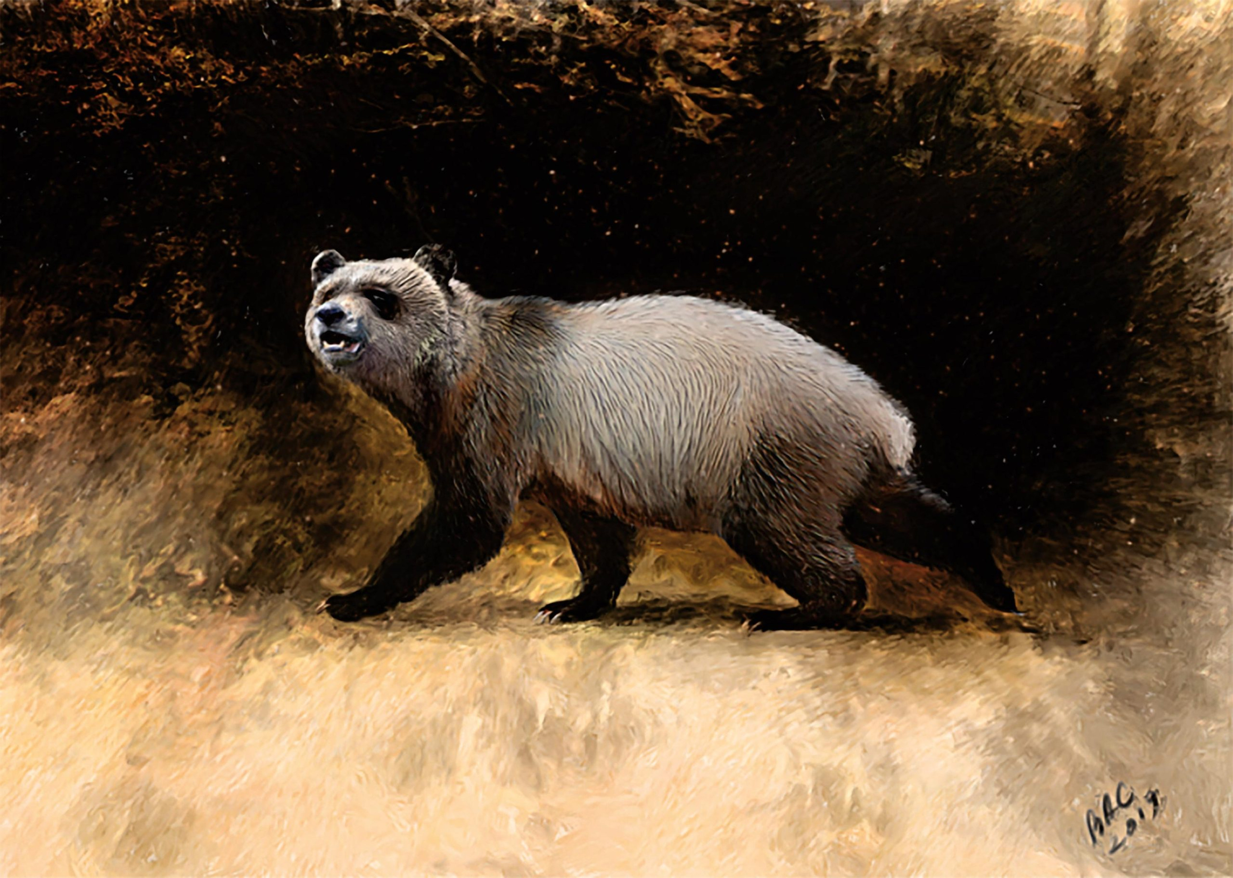 An artist rendition of a newly identified ancient panda. Photo: Journal of Vertebrae Palaentology