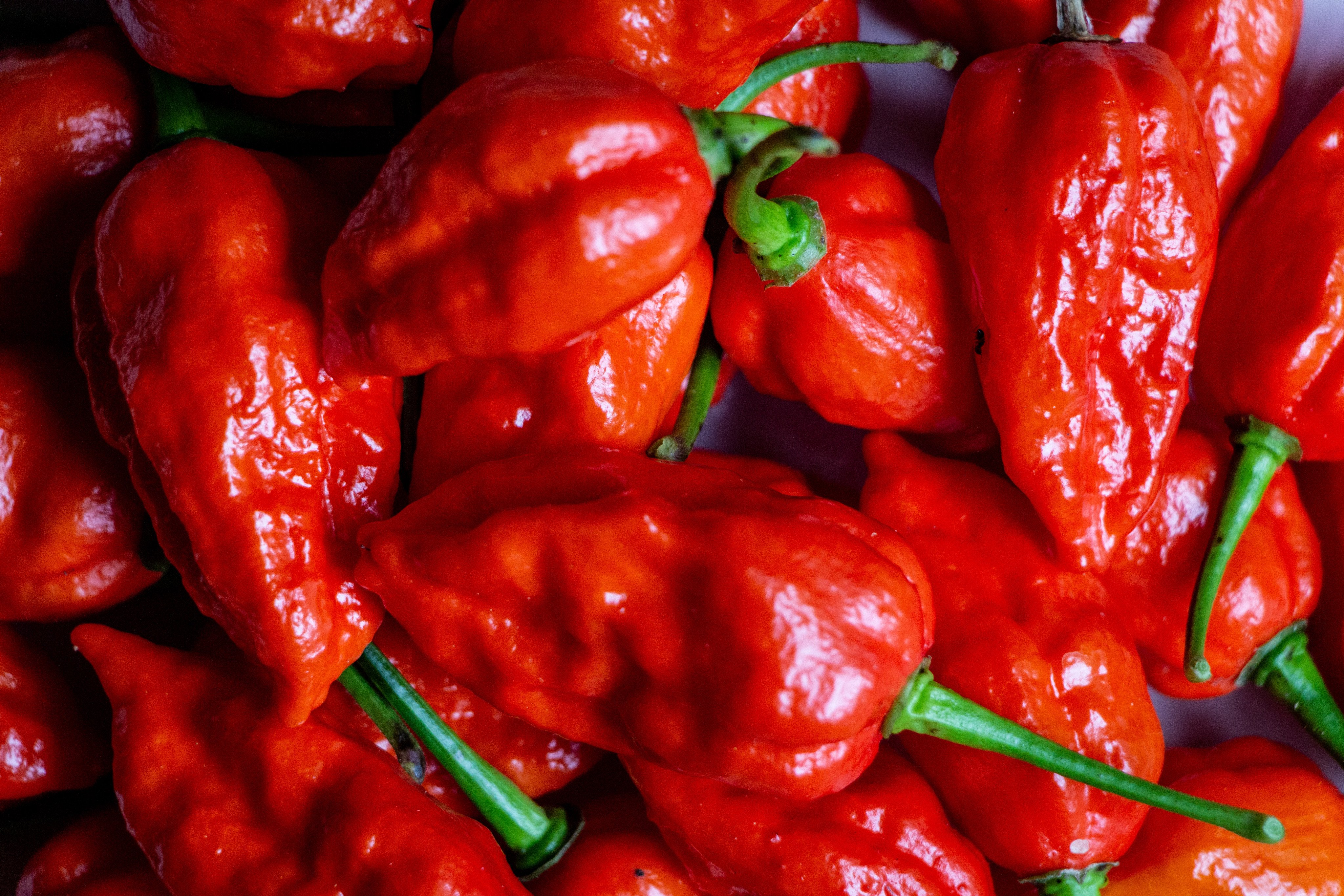 Carolina Reapers are officially the hottest peppers in the world, and should be treated with extreme caution. Photo: Getty Images